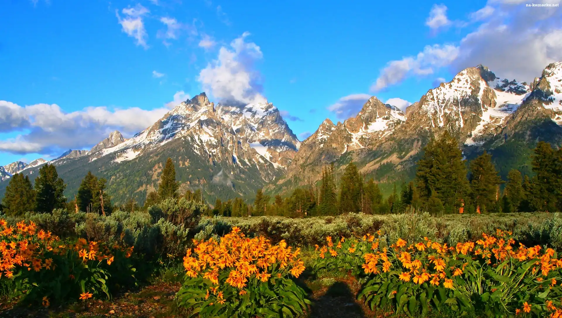 Grand Teton, Góry, Las, Łąka, Kwiaty
