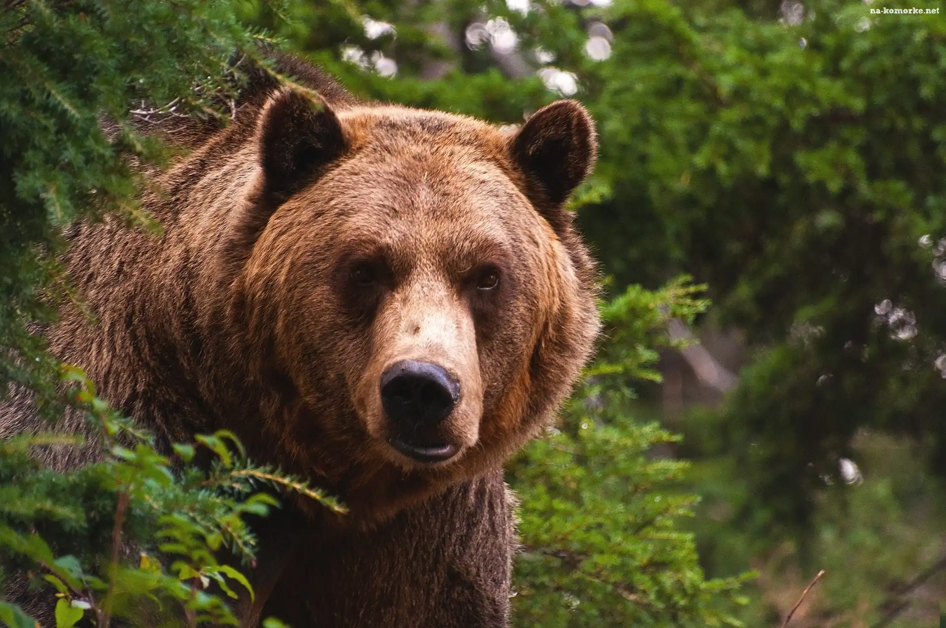 Niedzwiedz, Grizzly, Zieleń
