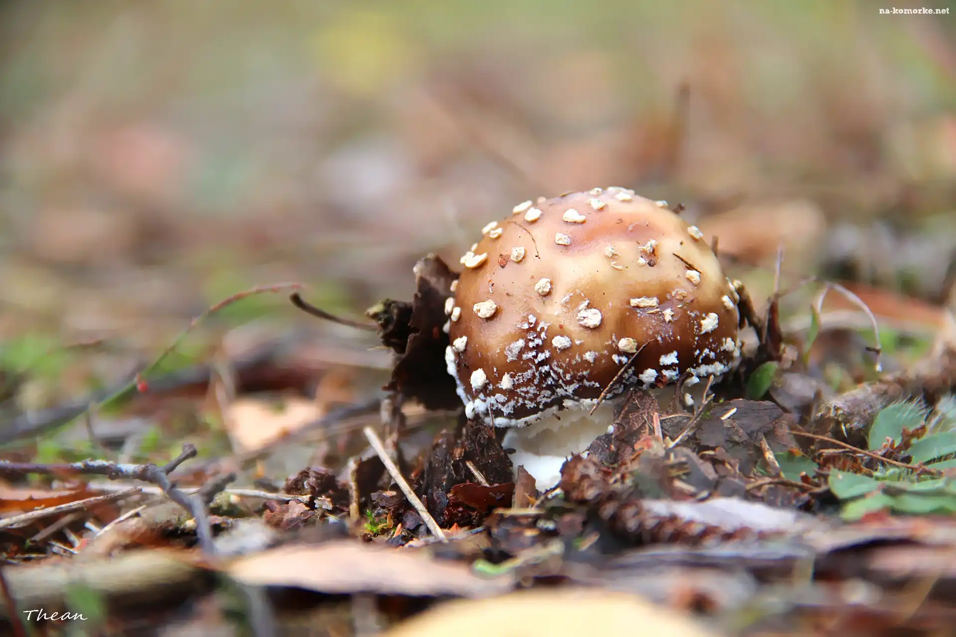 Grzybek, Kropki, Muchomor, Białe