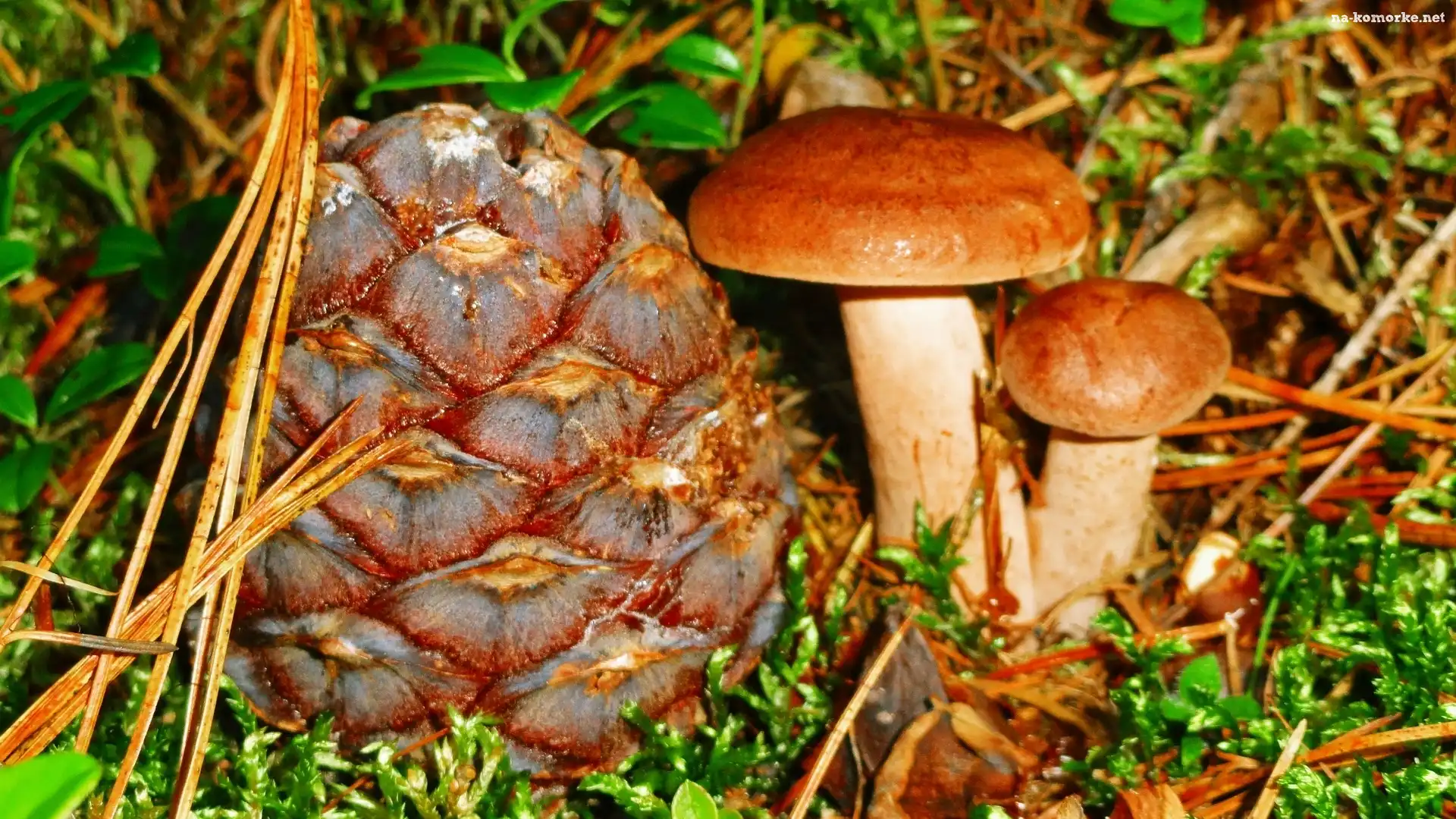 Grzyby, Jesień, Ściółka, Las
