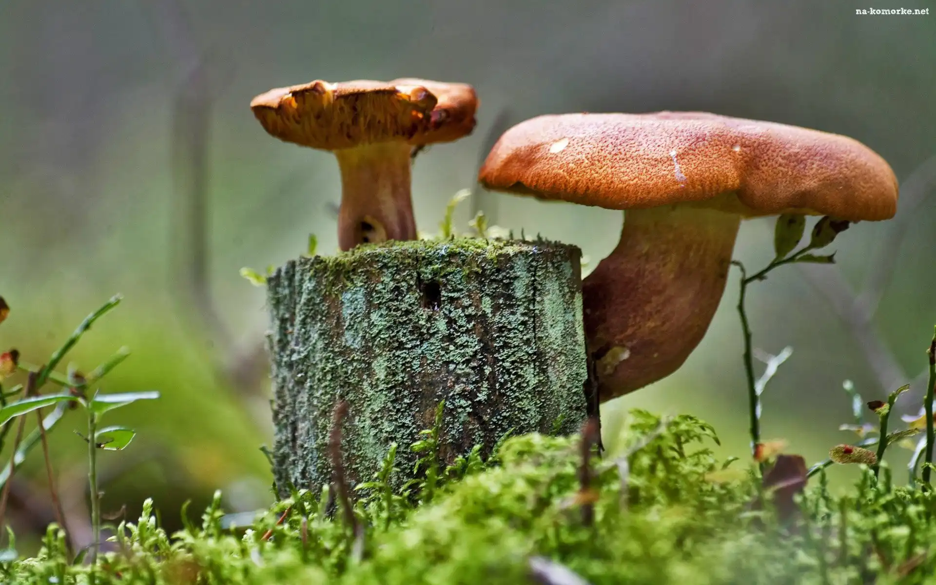 Grzyby, Pieniek