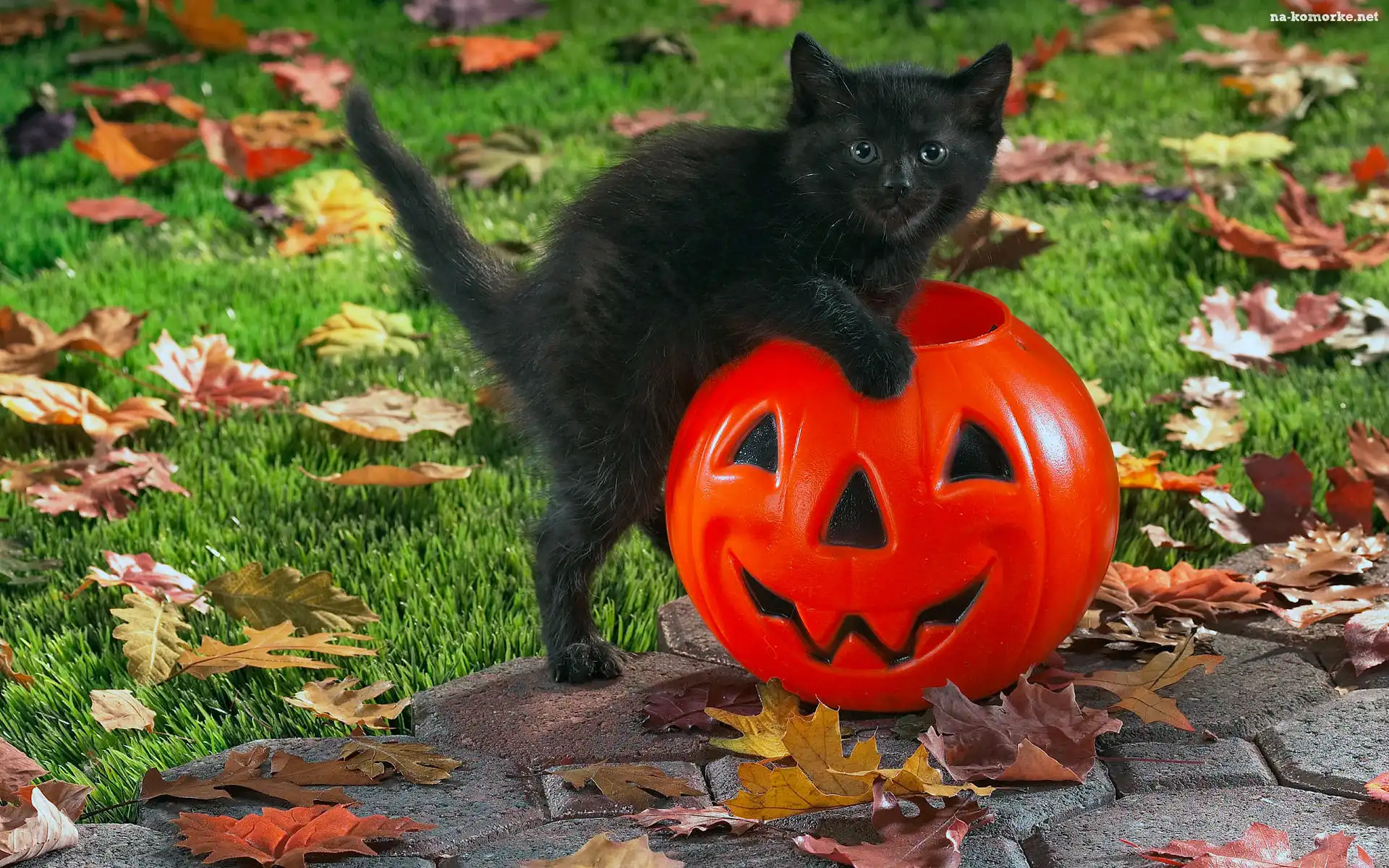 Halloween, Dynia, Czarny, Kotek