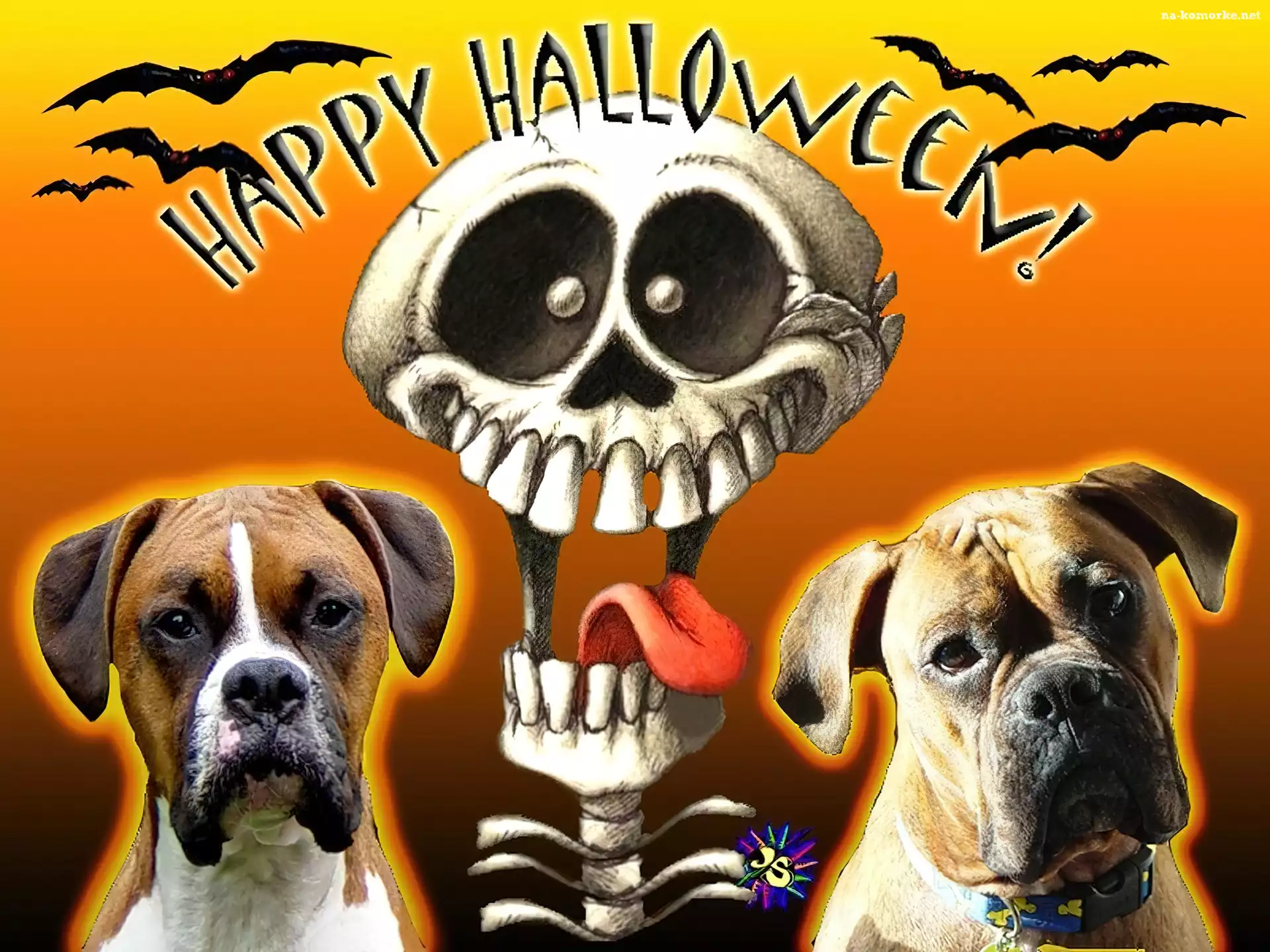 Halloween, Bokser, Pies