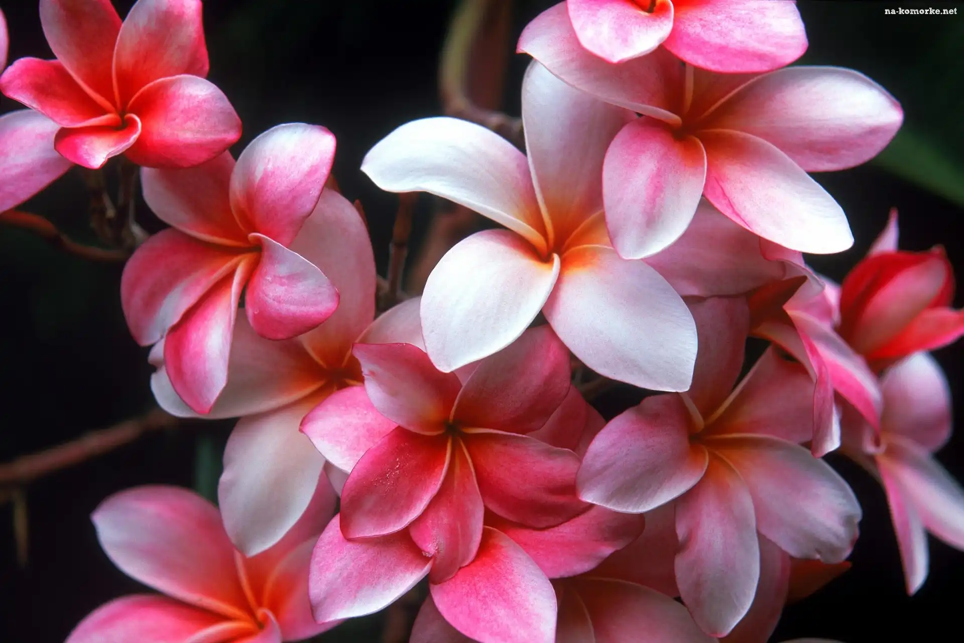 Plumeria, Hawajski, Kwiat