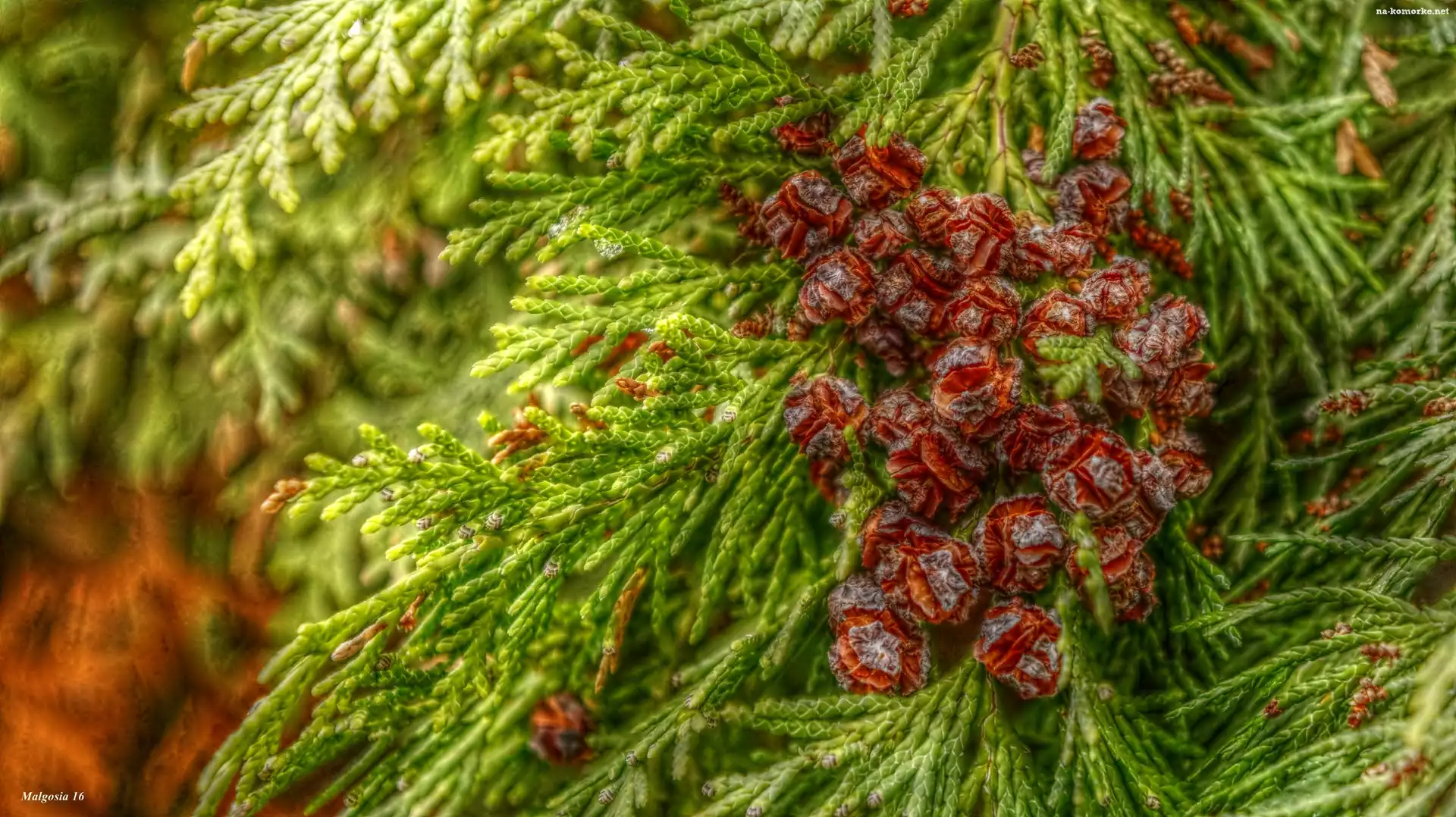 HDR, Iglak, Tuja, Małe, Szyszki