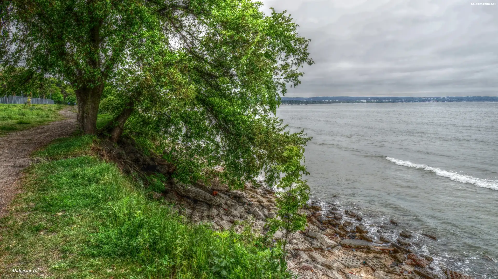 HDR, Drzewo, Wybrzeże, Morze, Kamienie