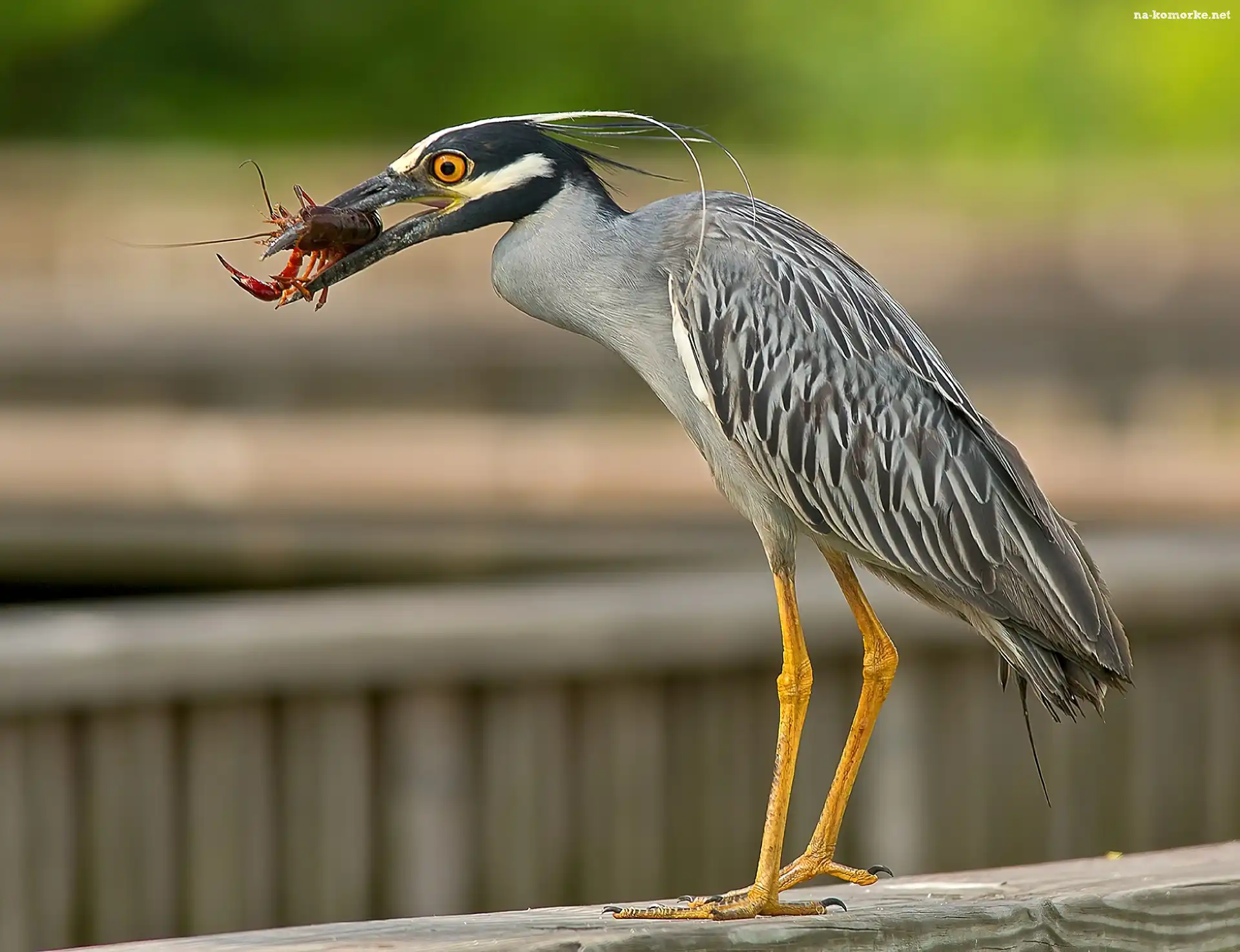 Czapla, Heron, Rak
