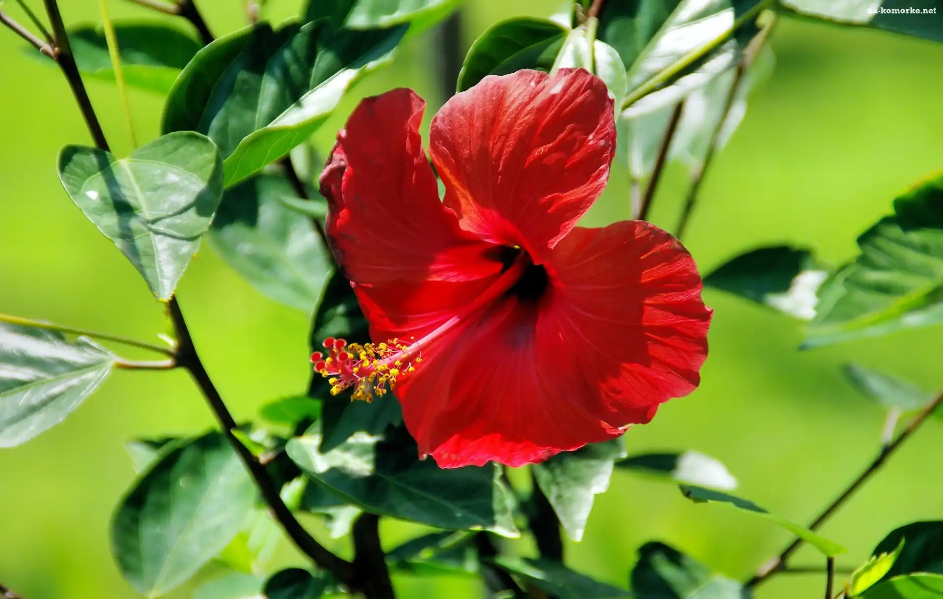 Hibiskus, Listki, Czerwony, Kwiat