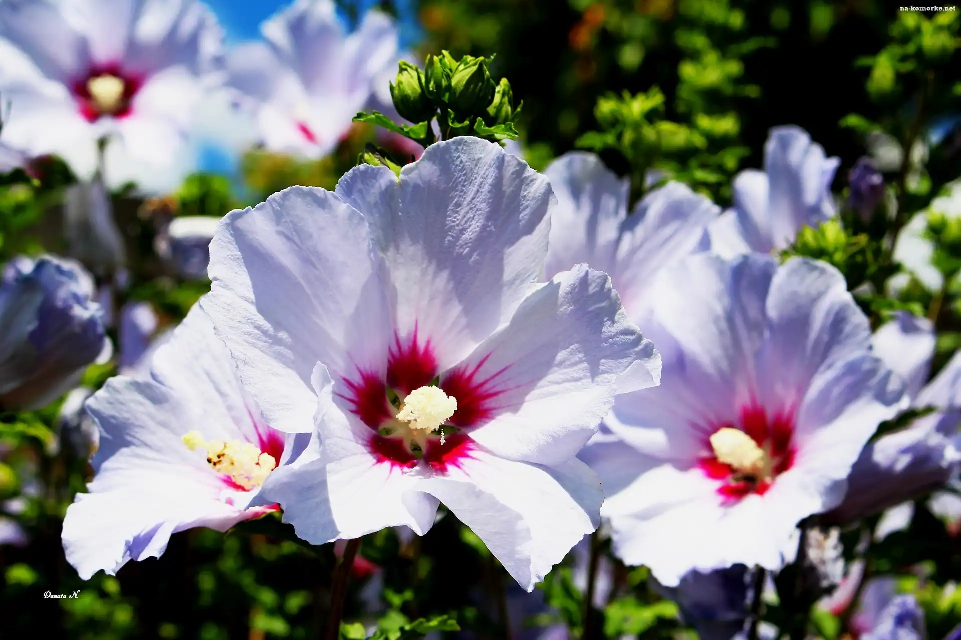 Hibiskus, Pąki, Lato, Ogród