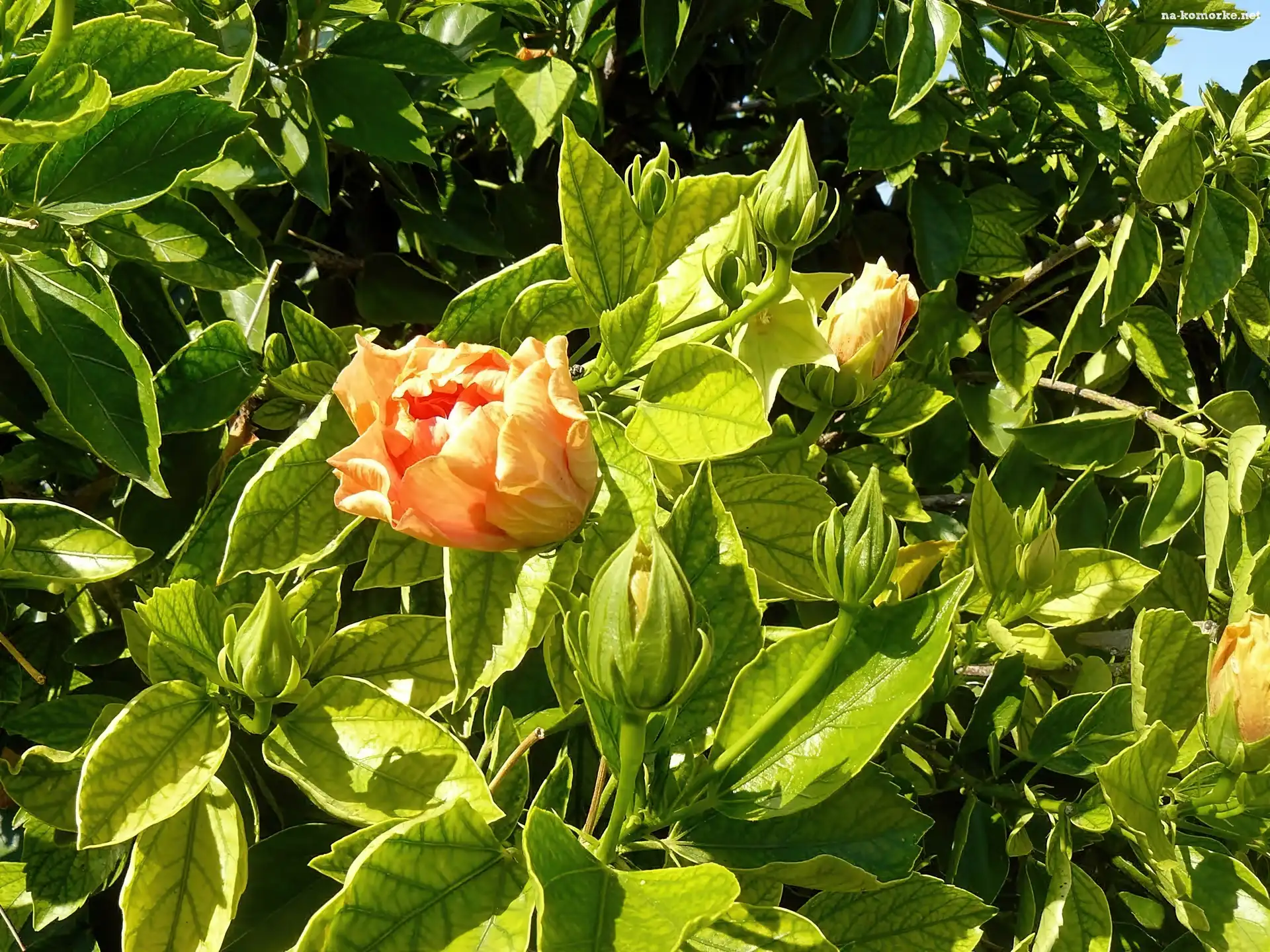 Hibiskus, Cień, Pełny, Światło