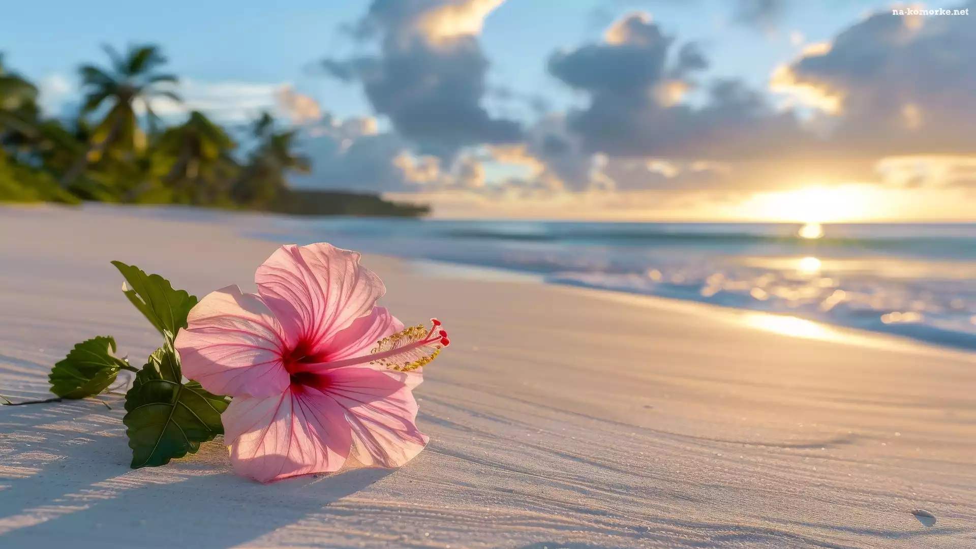 Piasek, Plaża, Kwiat, Hibiskus