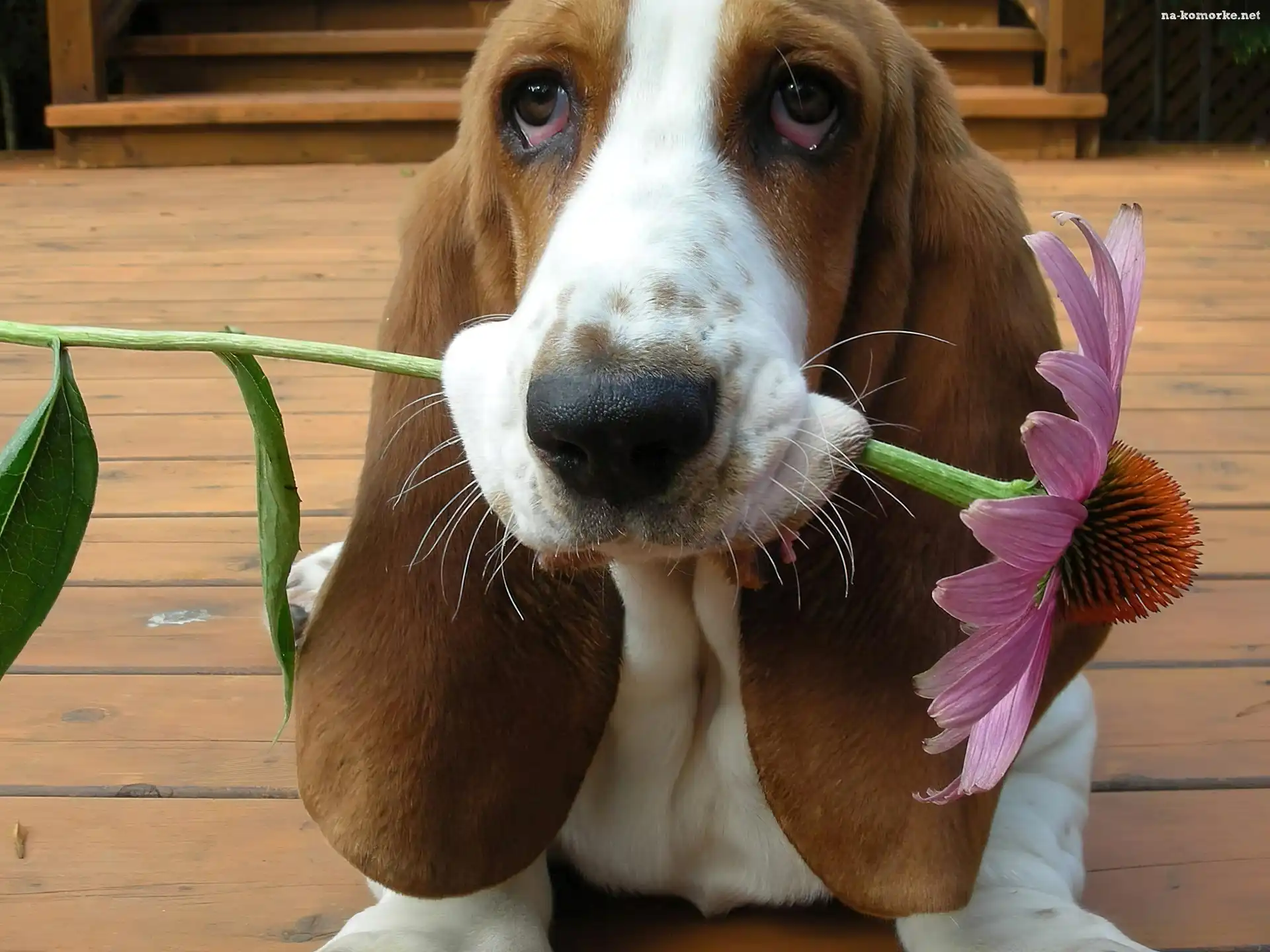 Basset Hound, Kwiatek