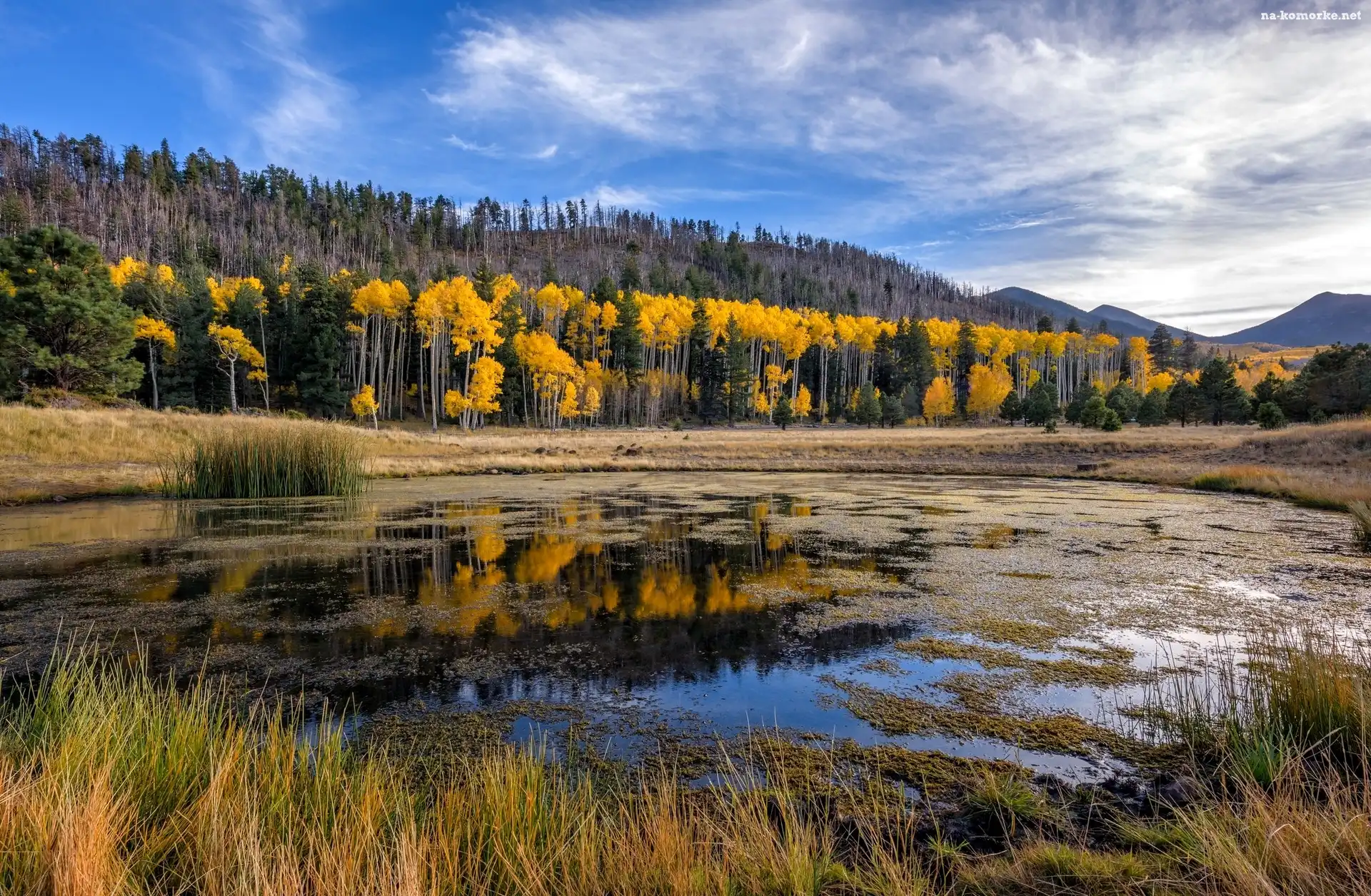 Hrabstwo Coconino, Stany Zjednoczone, Jesień, Wzgórza San Francisco Peaks, Trawy, Stan Arizona, Rozlewisko, Kemping Lockett Meadow, Drzewa