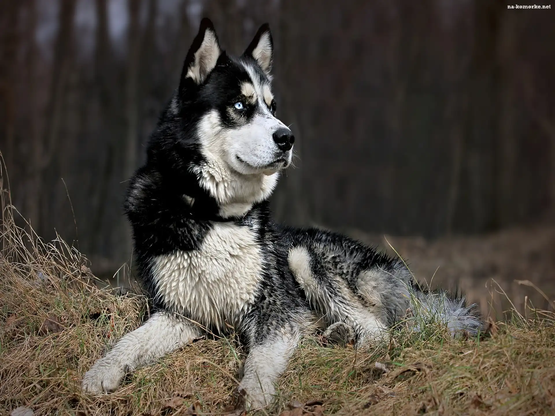 Czujny, Husky, Trawa
