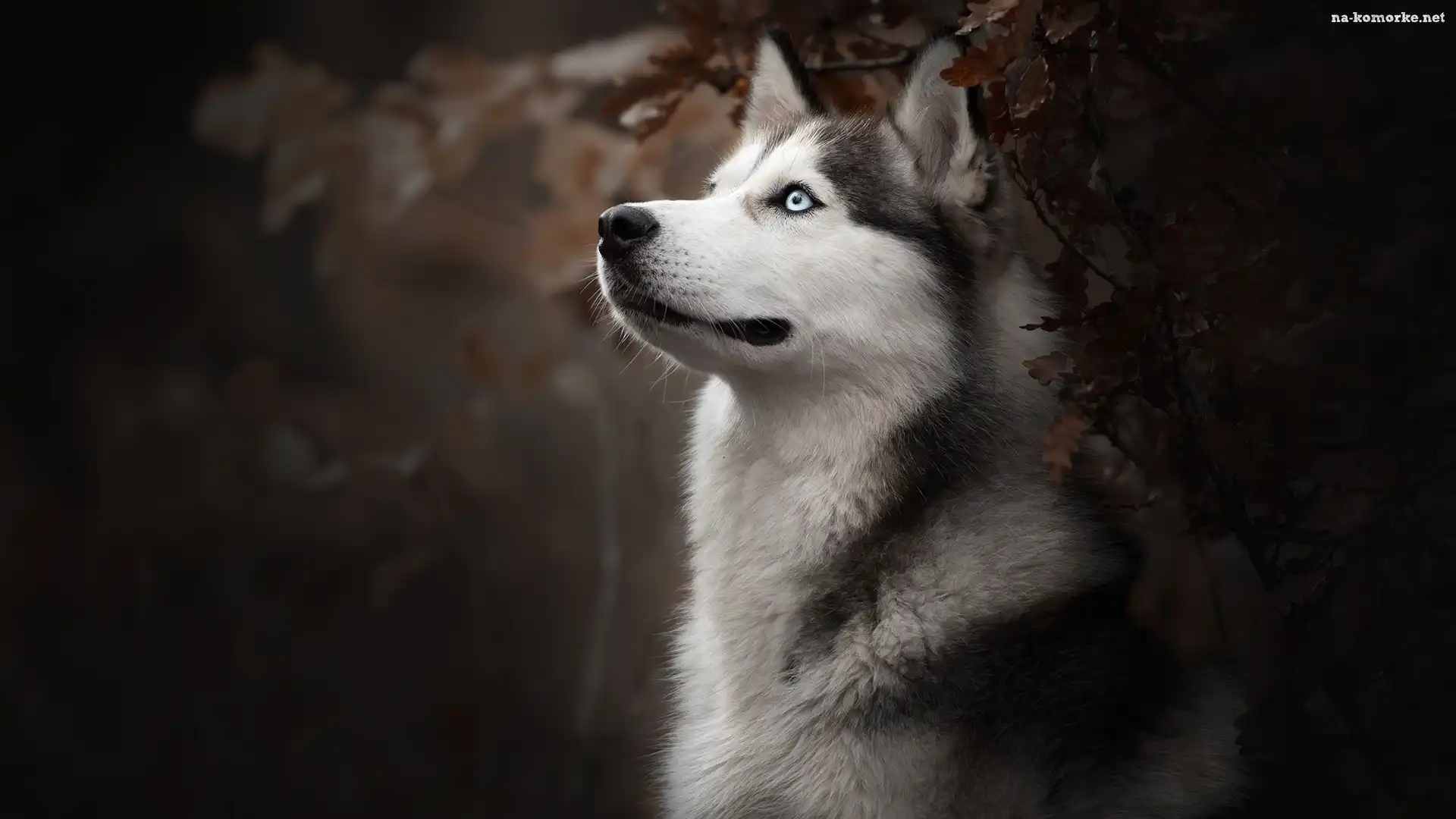 Pies, Krzew, Siberian husky