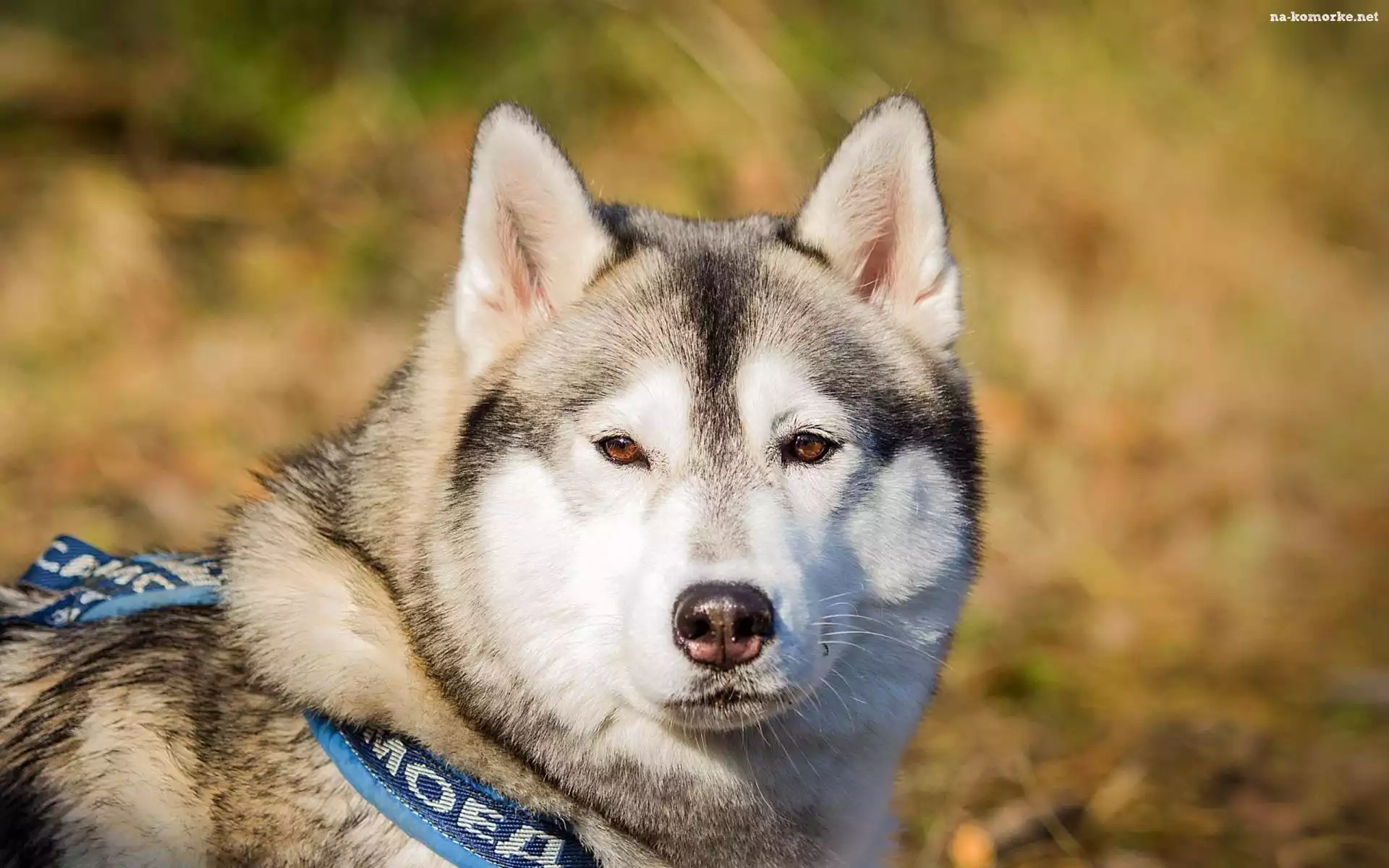 Siberian Husky, Głowa