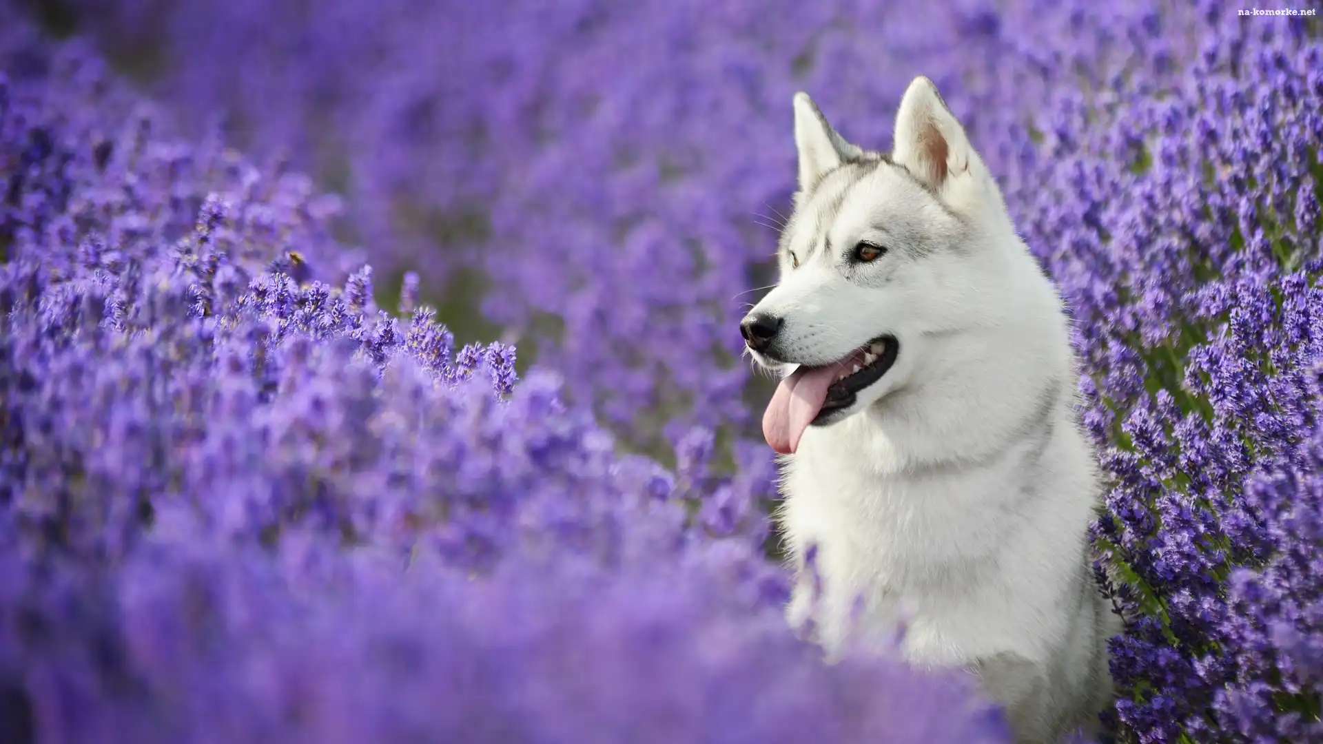 Siberian Husky, Lawenda