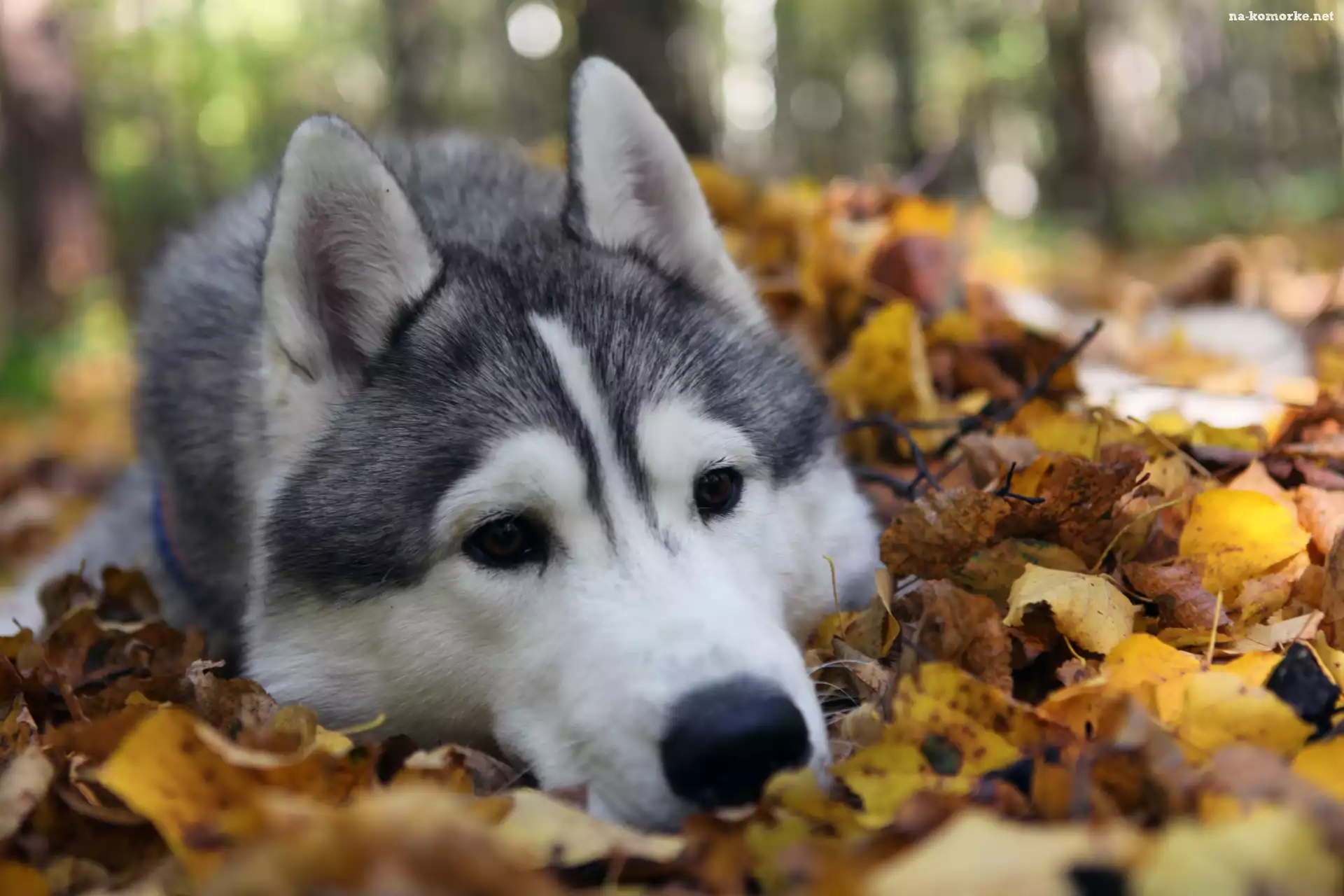 Siberian Husky, Liście