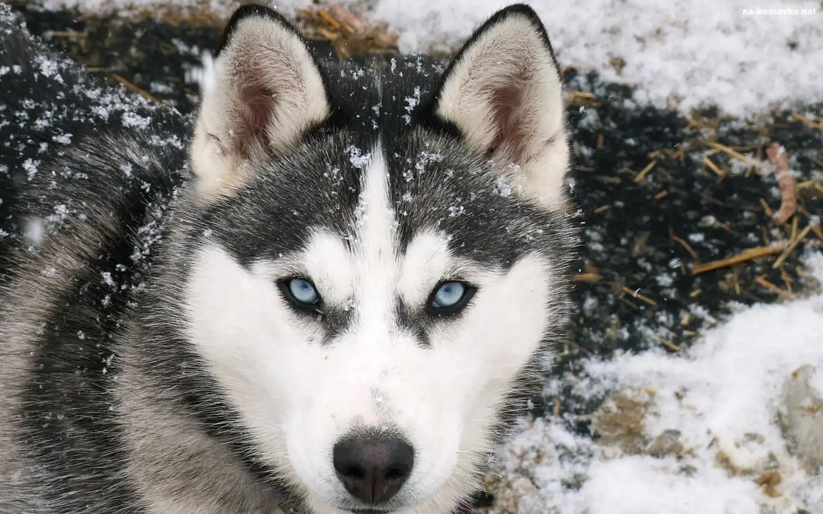 Siberian Husky, Śnieg
