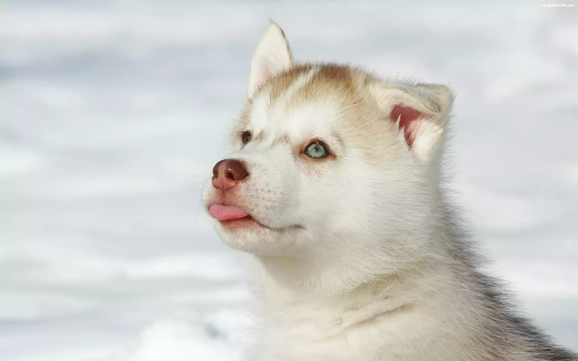 Husky, Śnieg, Szczeniak, Języczek