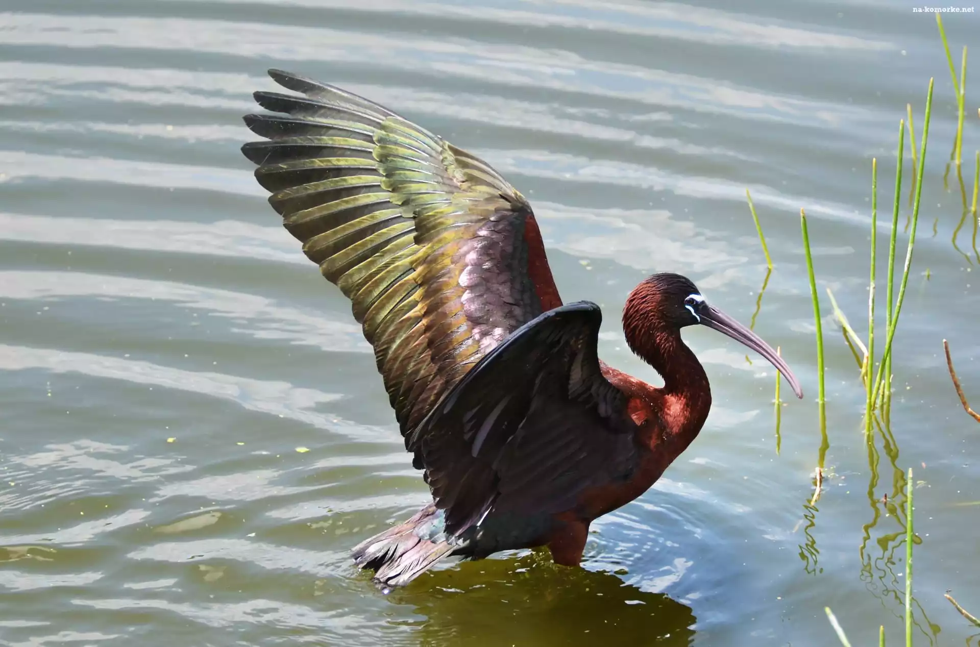 Czarny, Ibis, Woda
