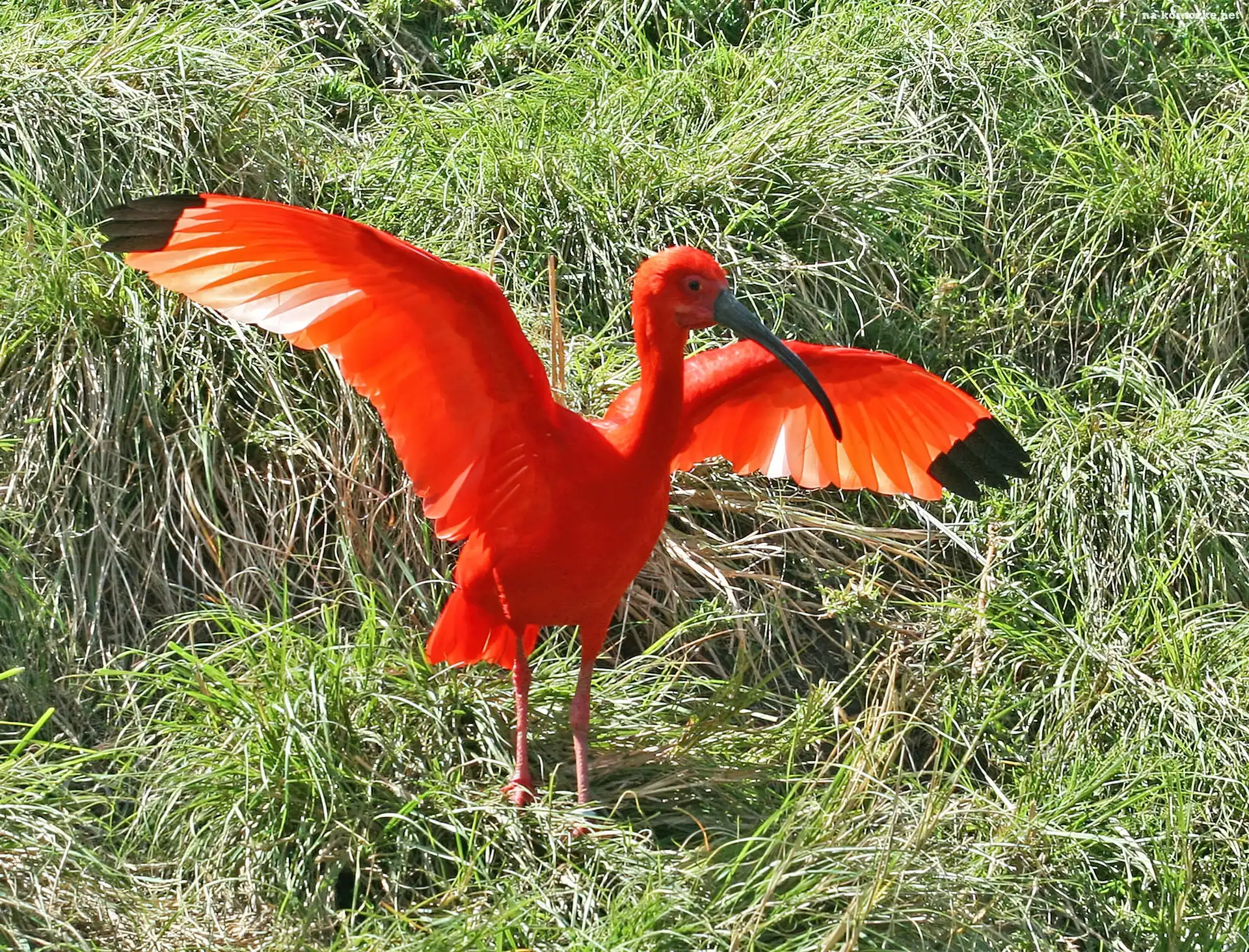 Ibis, Trawa, Rozłożone, Skrzydła