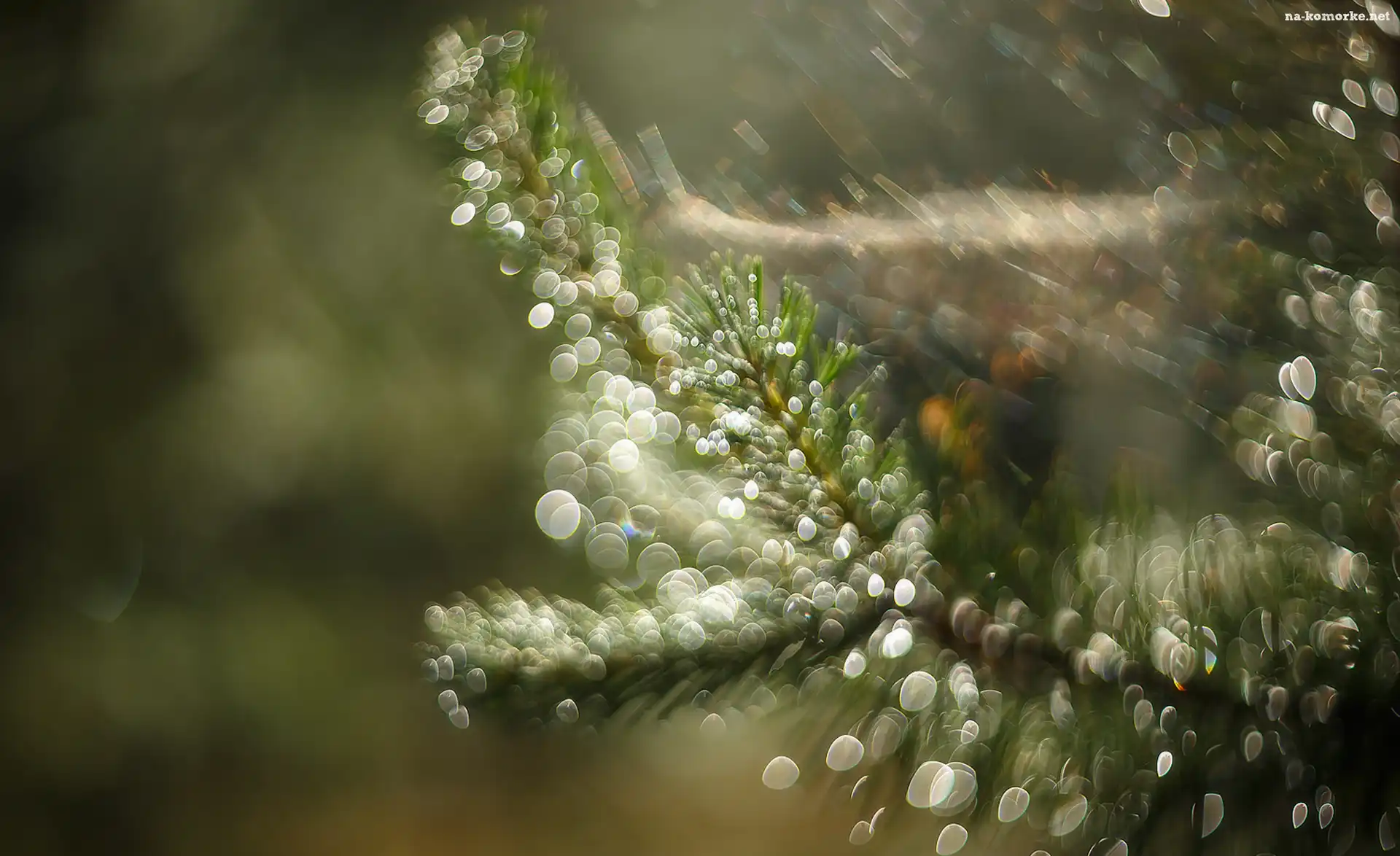 Gałązka, Iglak, Bokeh