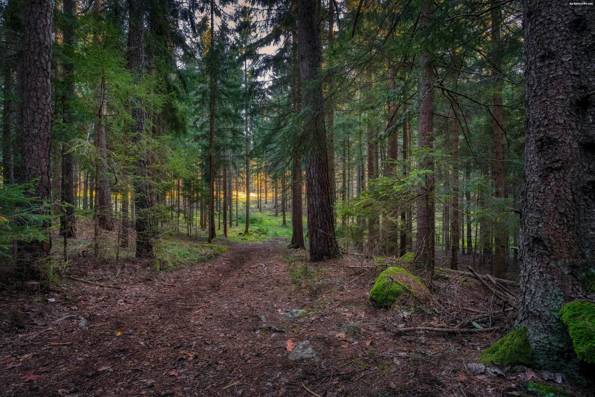 Las iglasty, Drzewa