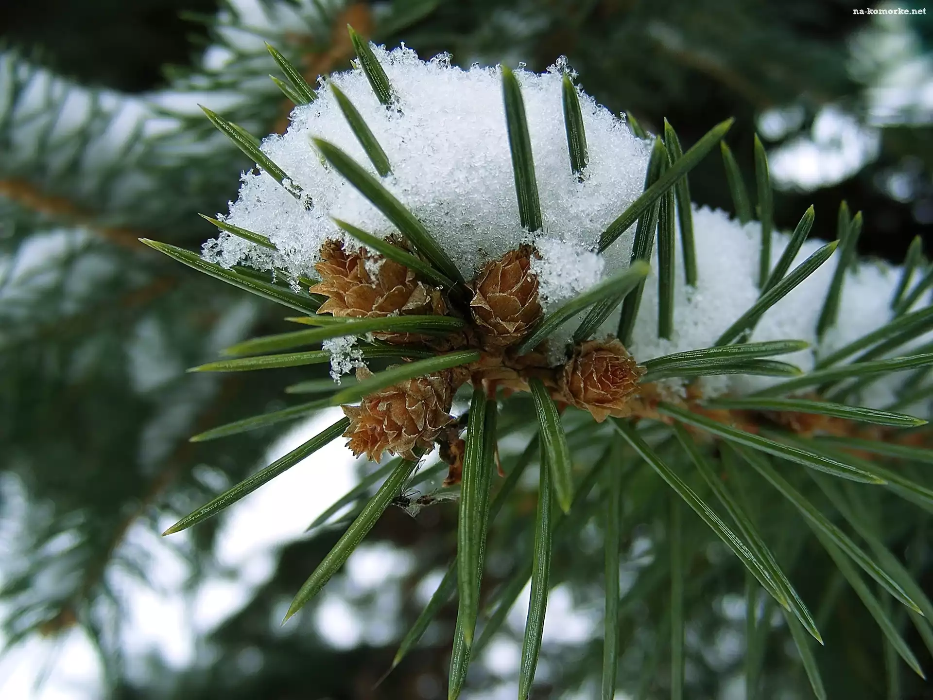 Igliwie, Świerku, Ośnieżona, Gałązka