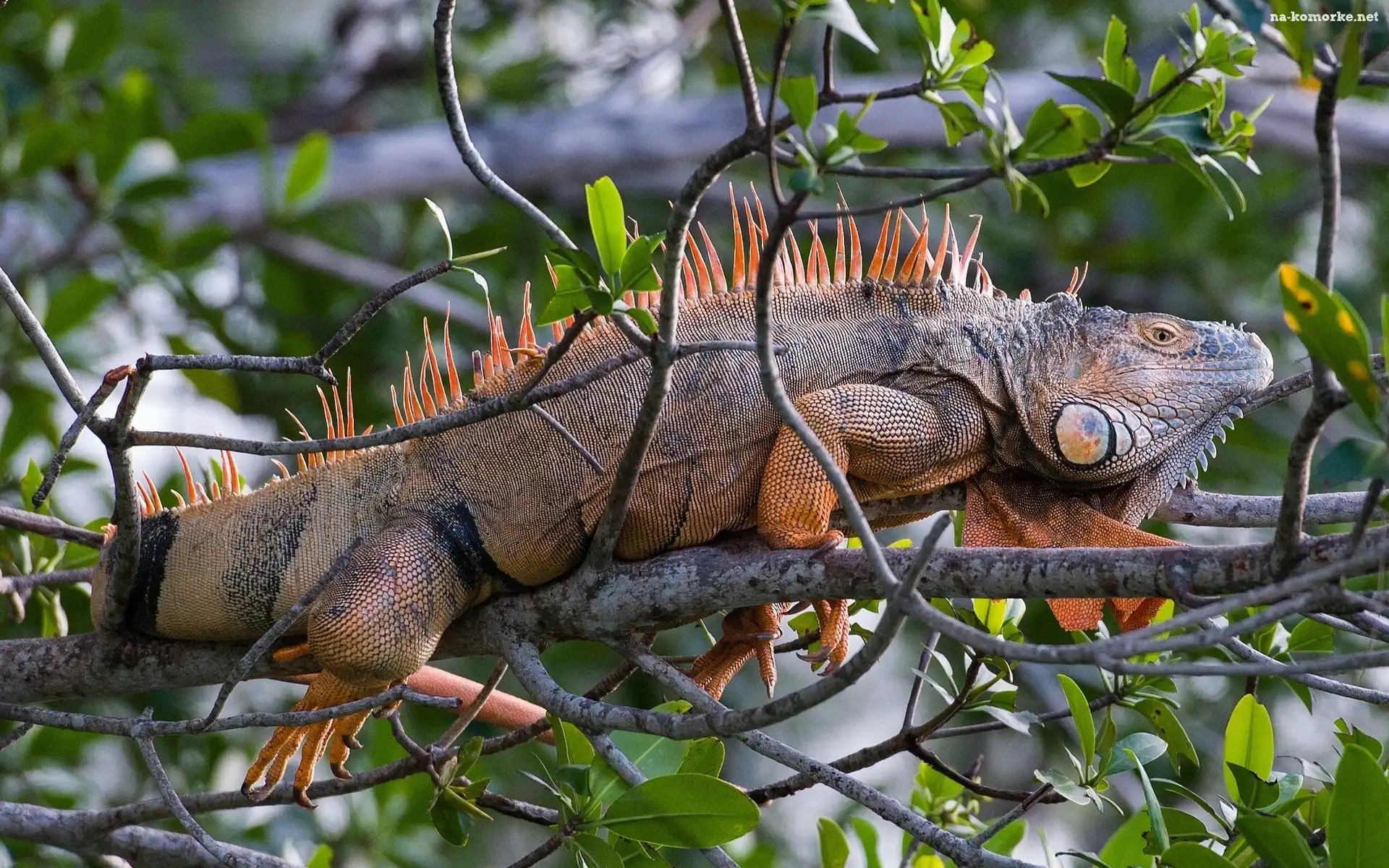 Iguana, Drzewo