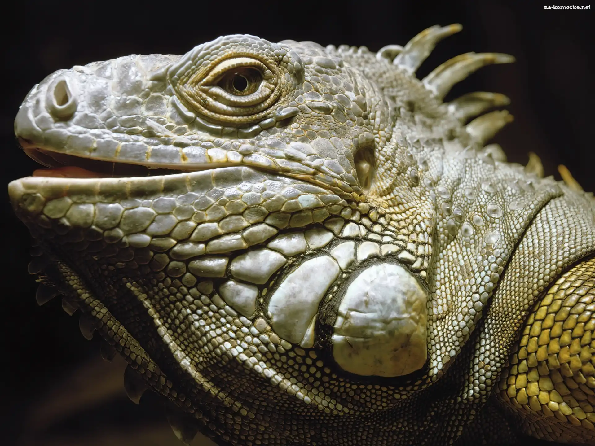 Wielka, Gad, Iguana