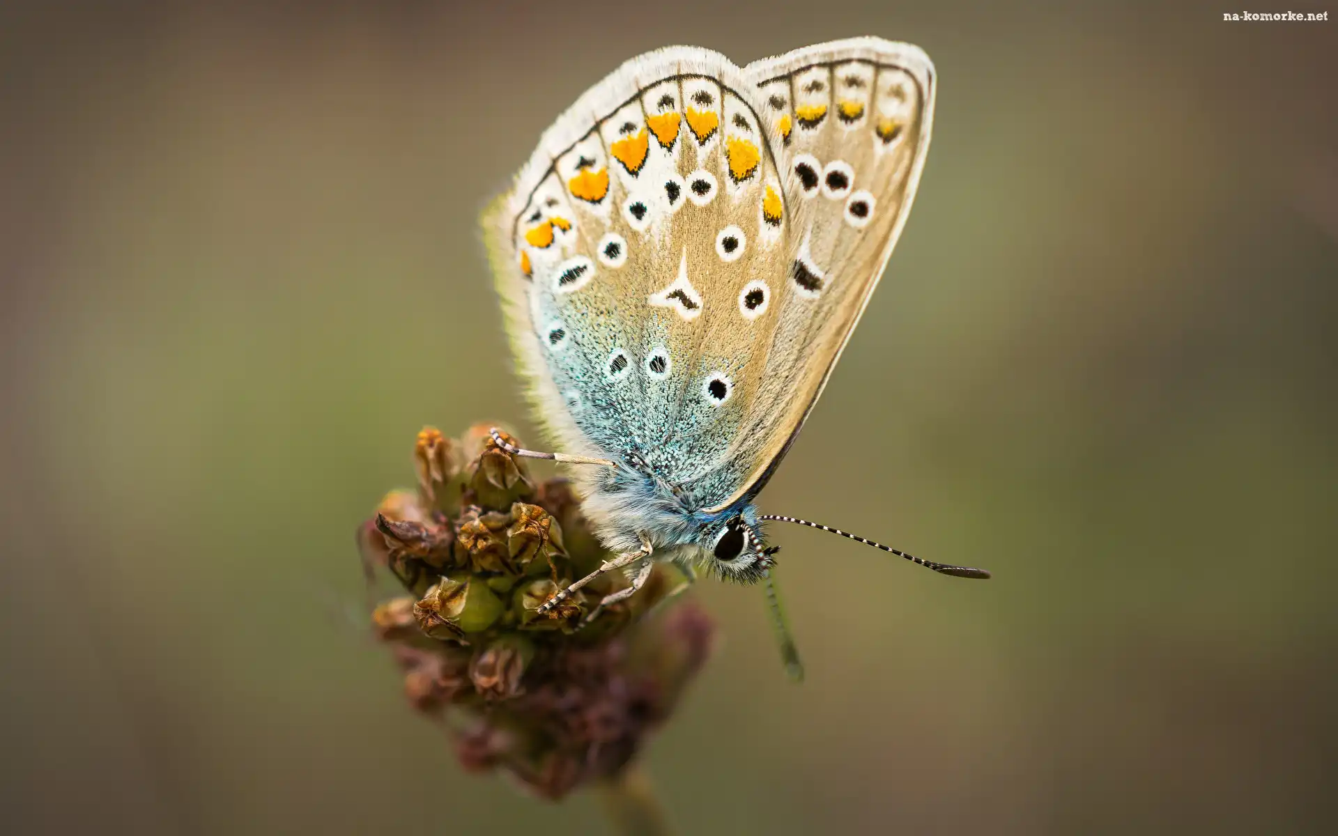 Modraszek ikar, Zbliżenie, Roślina, Motyl