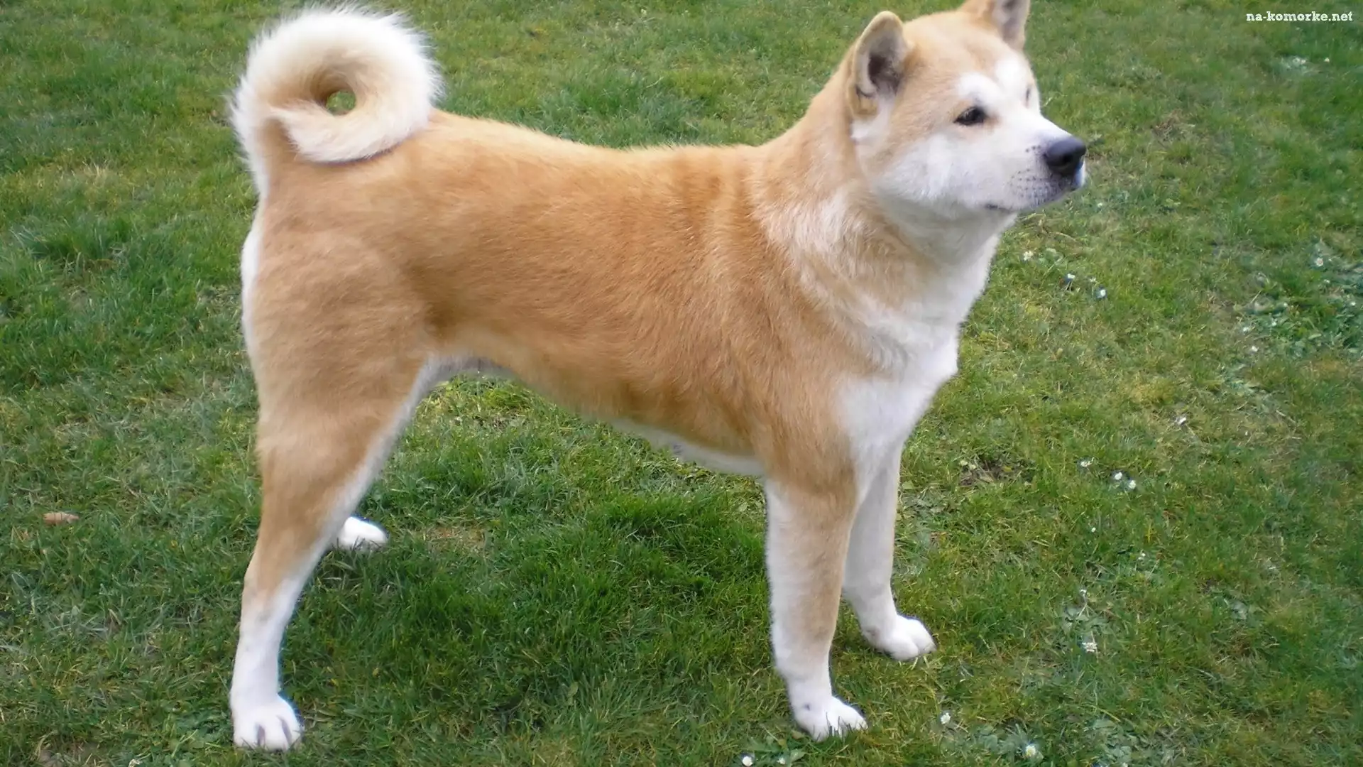 Akita, Inu, Trawa