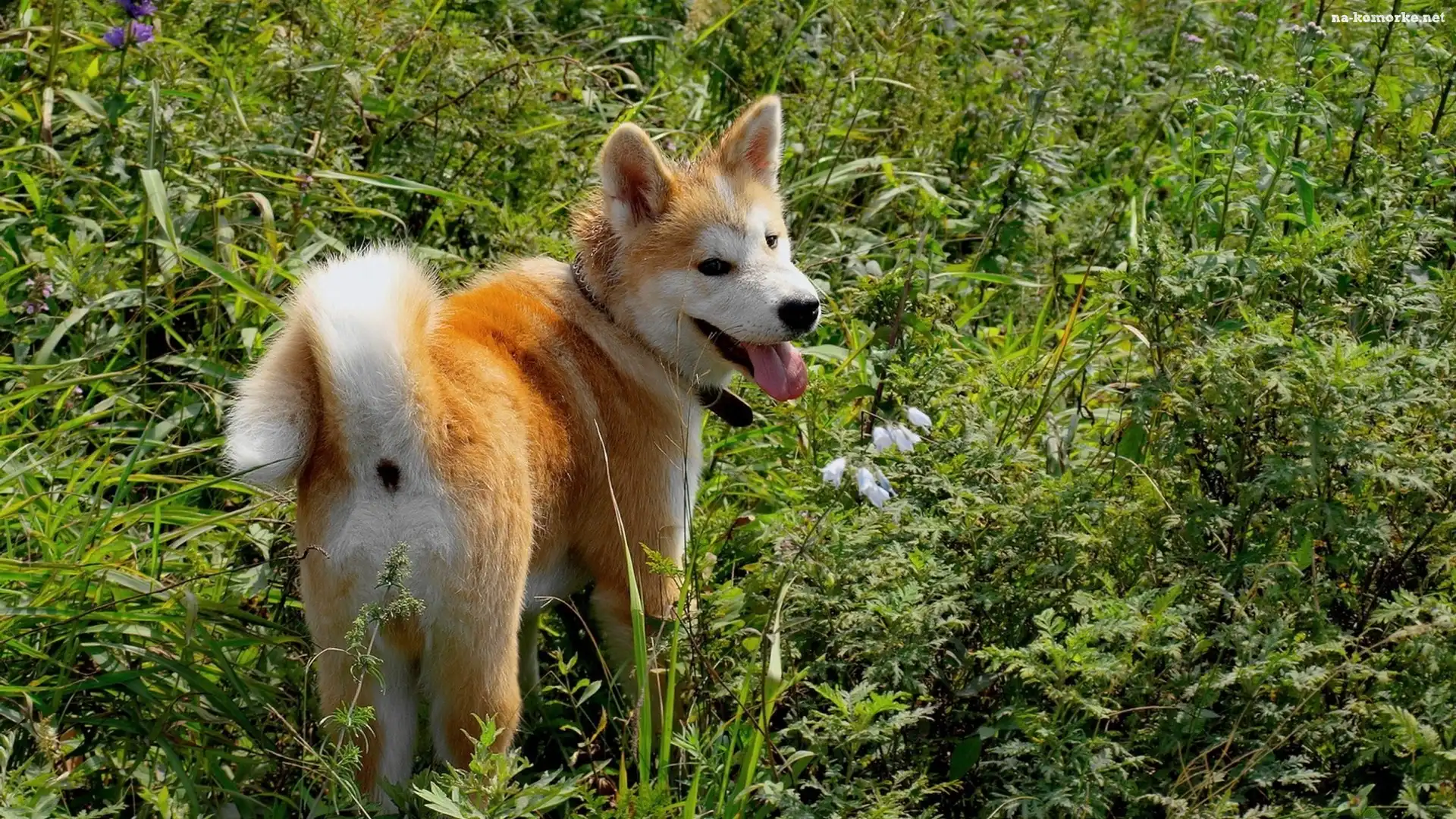 Akita, Inu, Zieleń