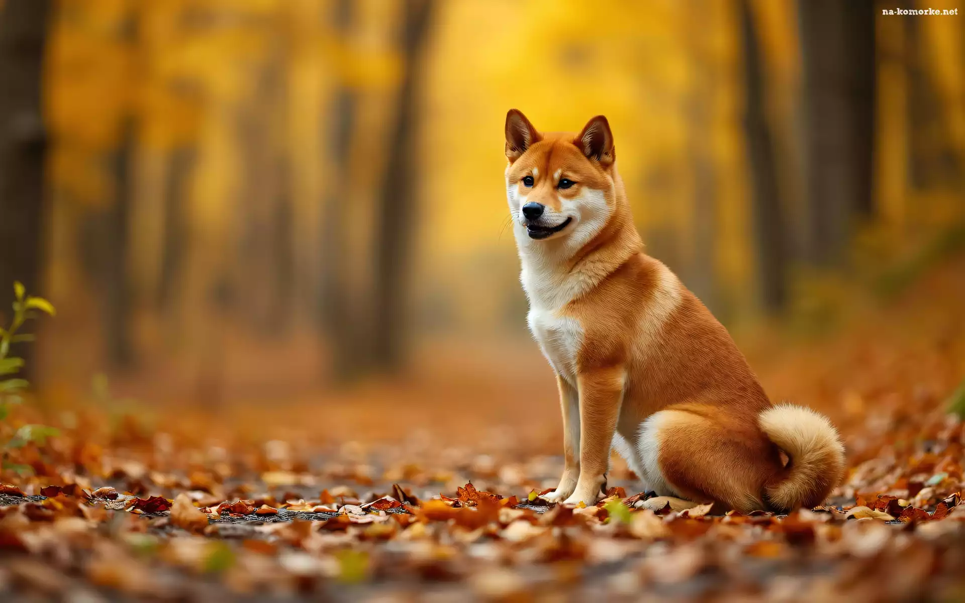 Pożółkłe, Pies, Shiba inu, Liście, Grafika AI