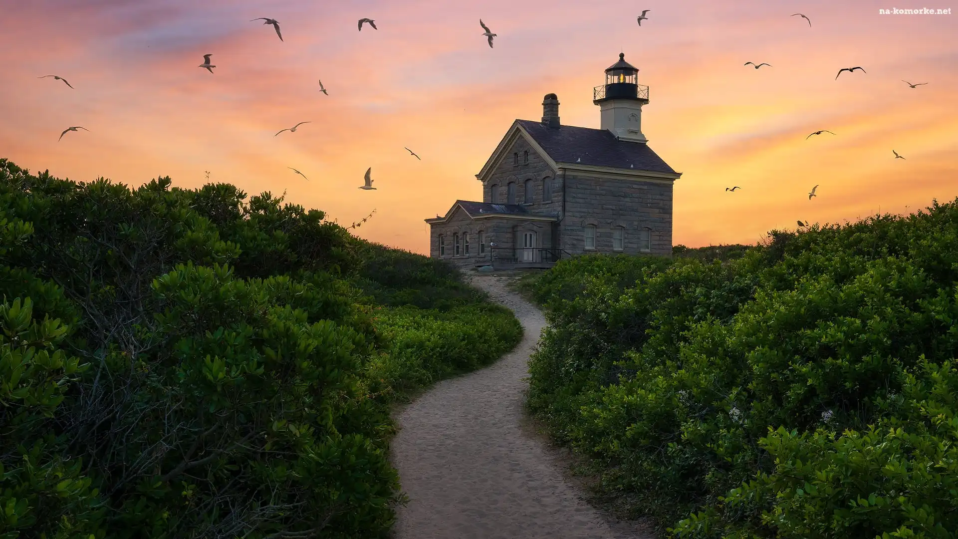 Morze, Krzewy, Latarnia morska, Stany Zjednoczone, Block Island North Light, Mewy, Droga, Stan Rhode Island
