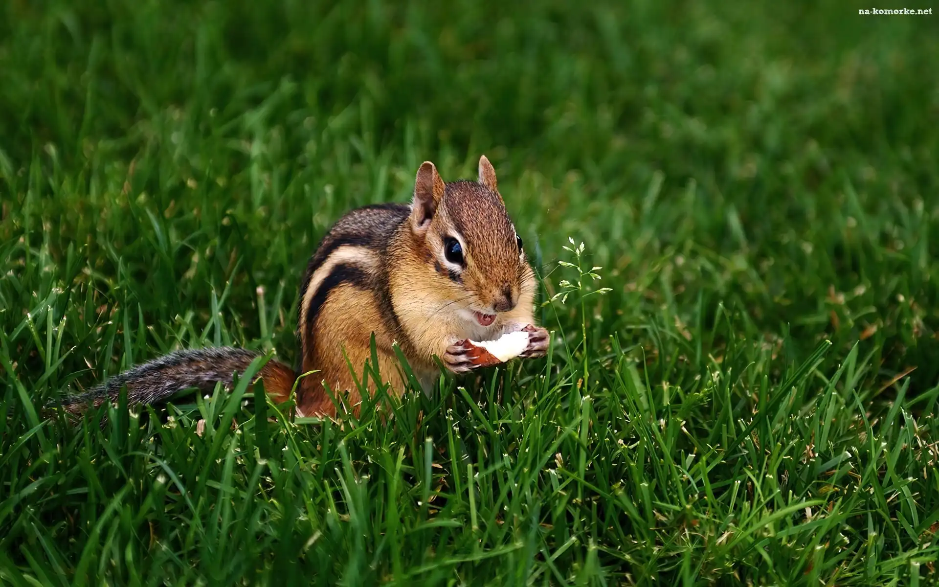 Chipmunk, Jabłuszko, Trawa
