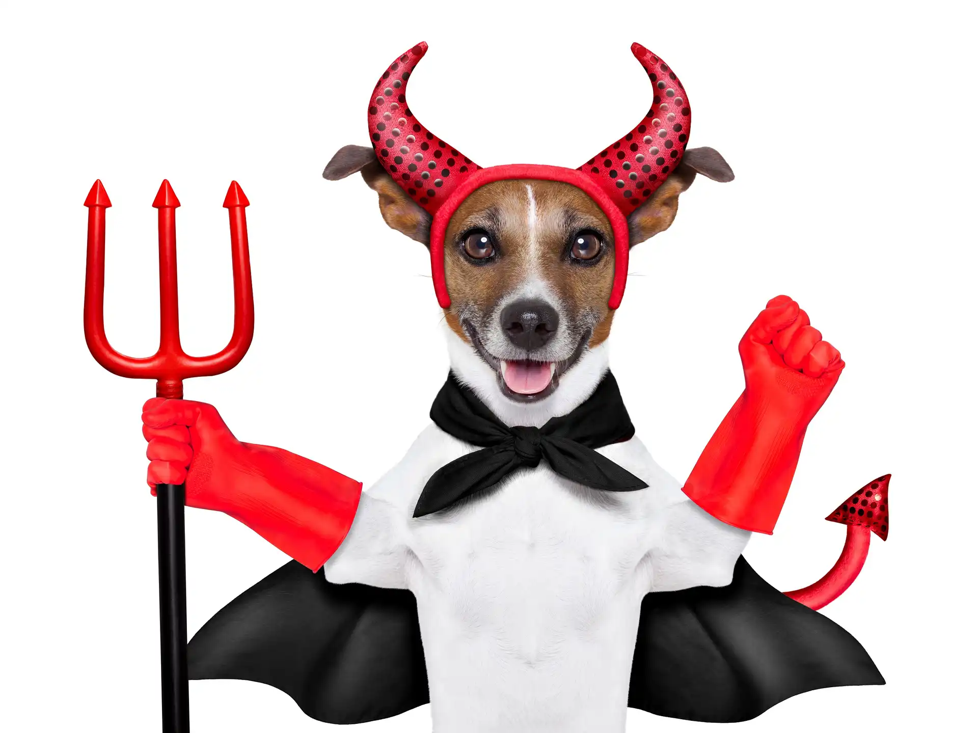Jack Russell terrier, Śmieszne, Przebranie, Diabeł