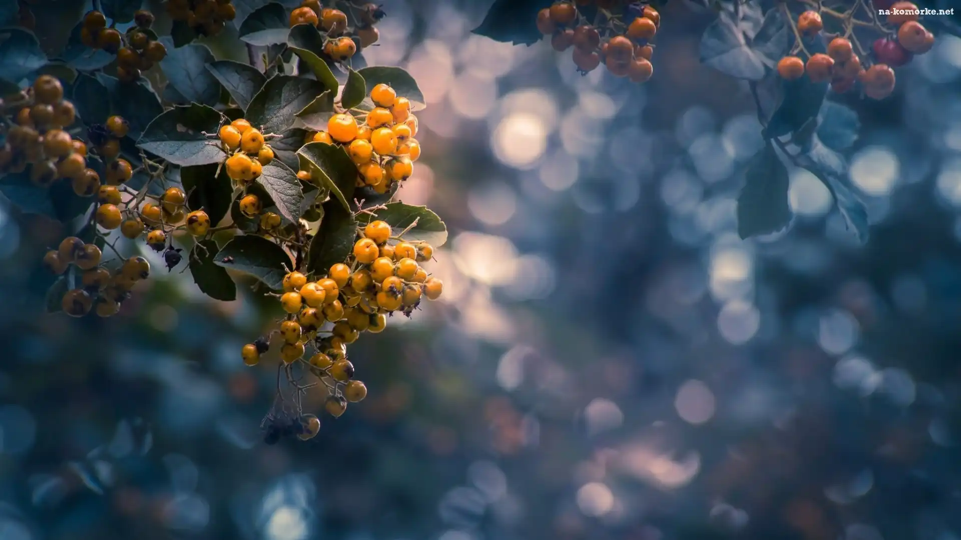 Jagody, Gałąź, Krzew, Bokeh, Żółte, Liście
