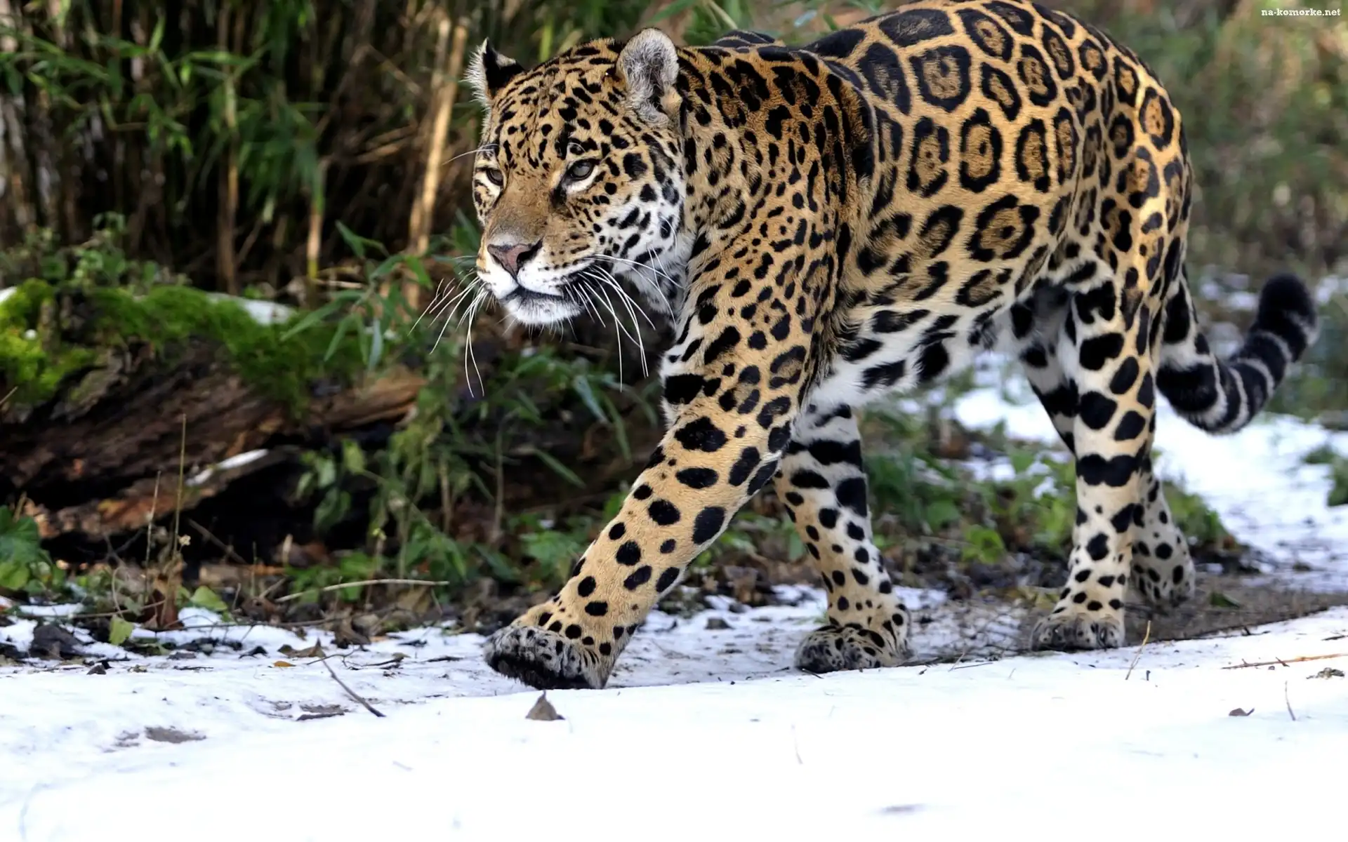 Jaguar