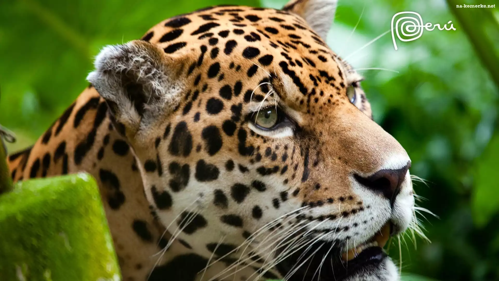 Jaguar, Zieleń, Dziki, Kot