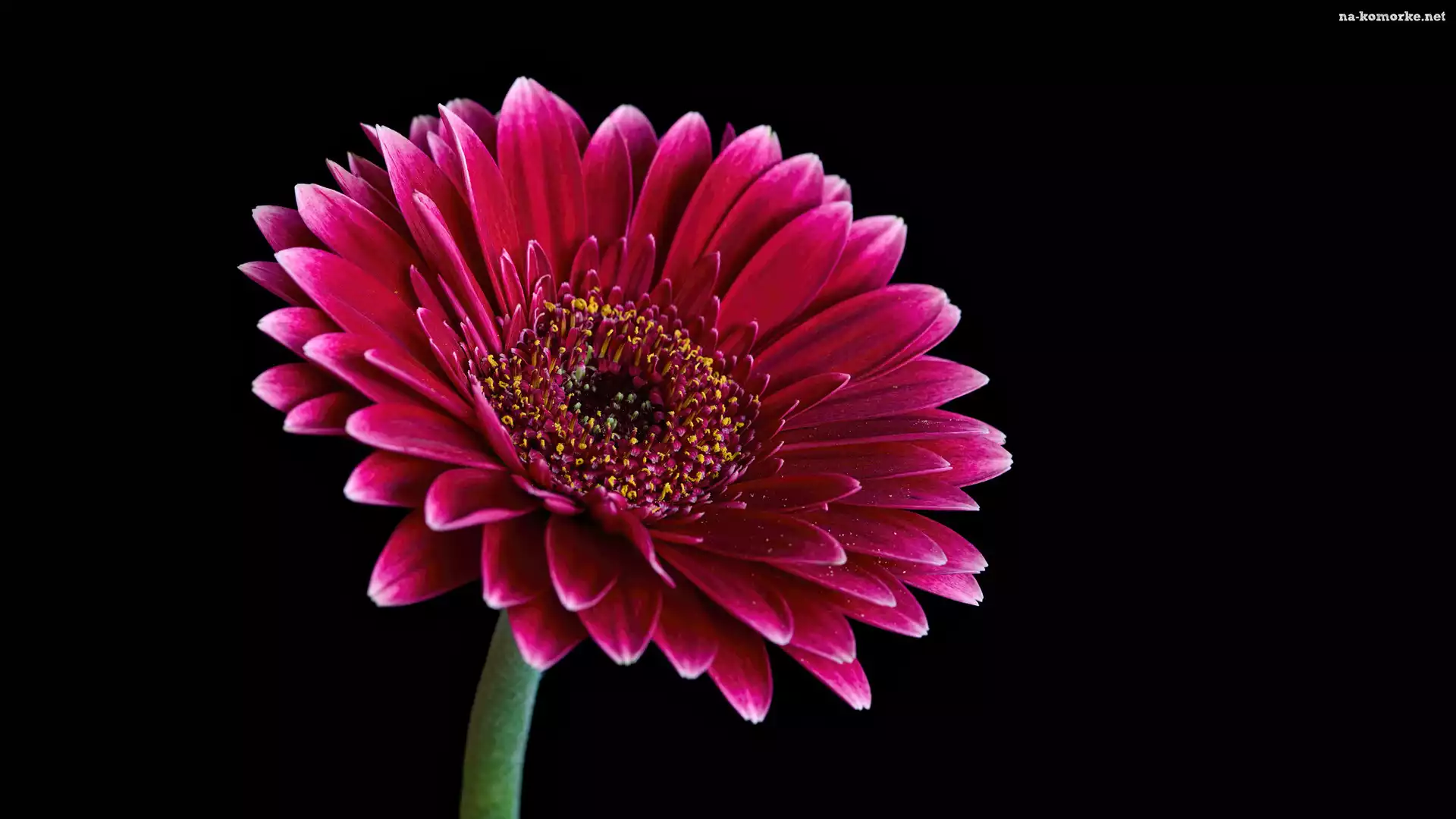 Gerbera Jamesona, Czarne tło, Kwiat