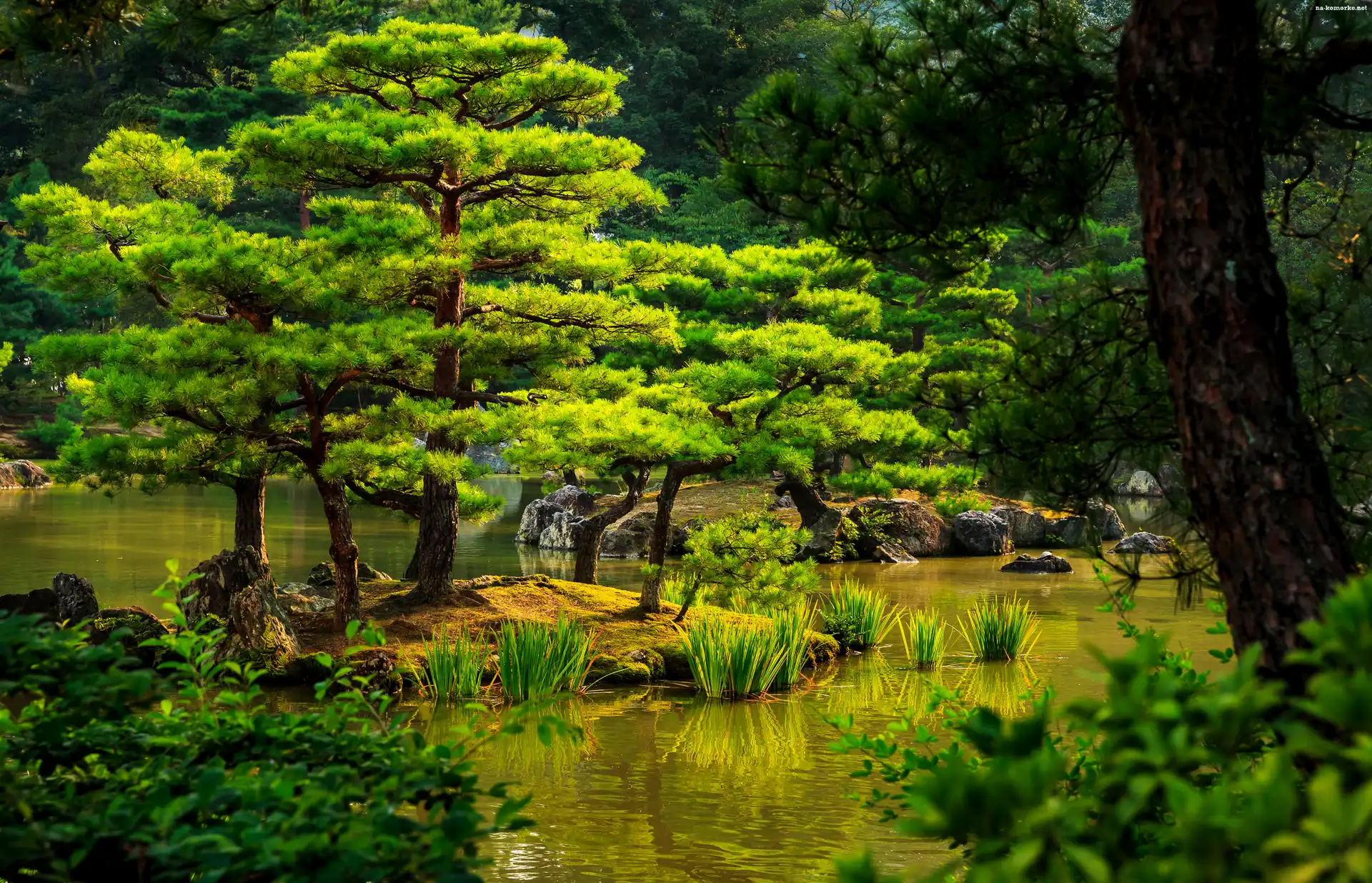 Japonia, Park, Staw, Drzewa, Kioto