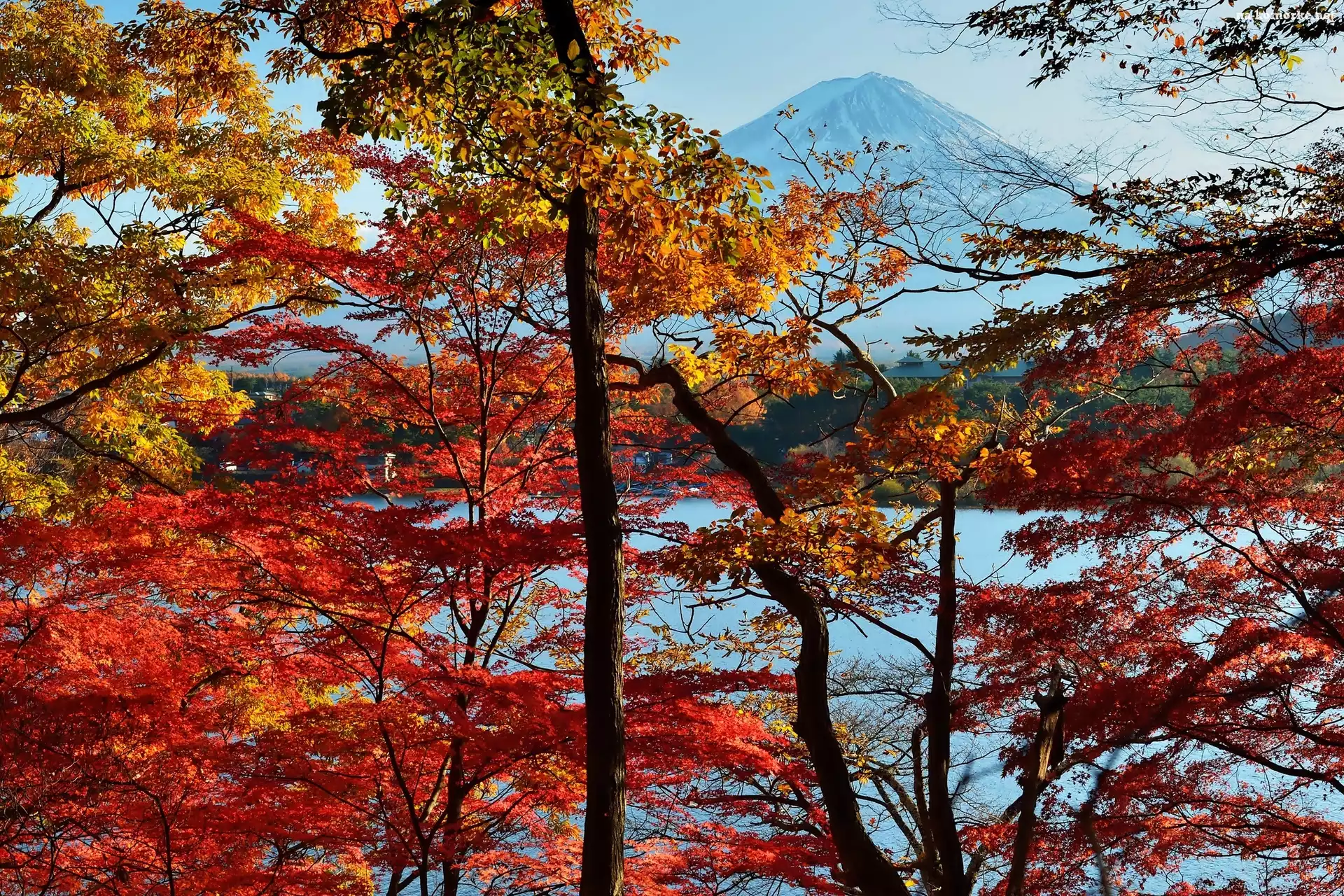 Japonia, Jesień, Góra, Fuji, Drzewa