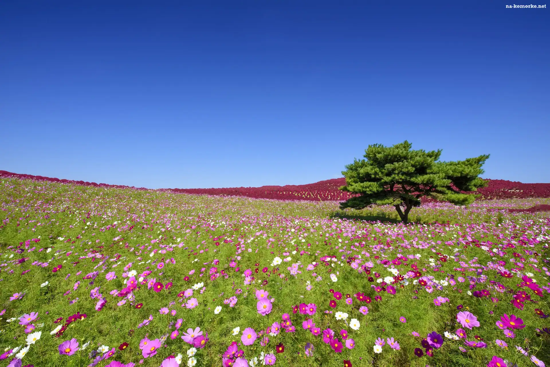 Japonia, Park Hitachinaka, Łąka