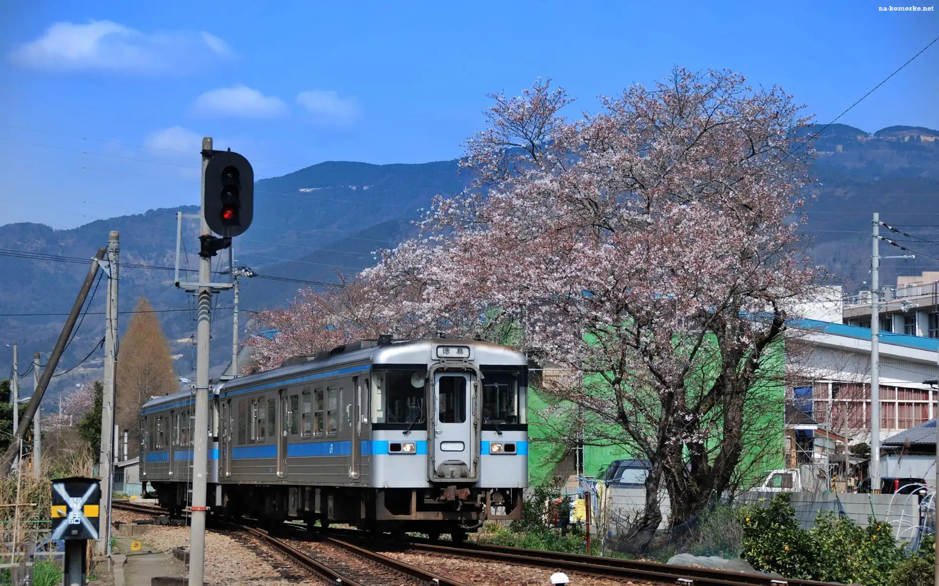 PociÄ…g, Japonia, Drzewa