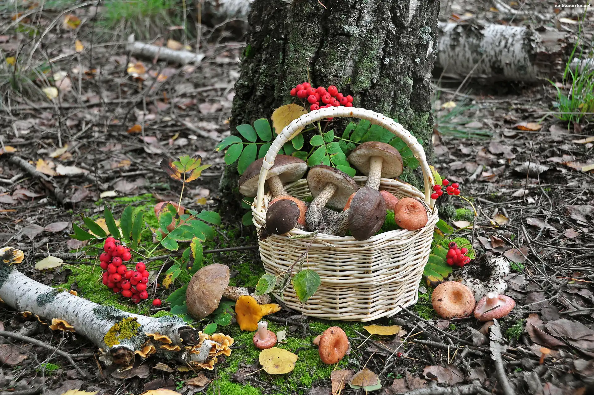 Jarzębina, Koszyk, Las, Ściółka, Grzyby, Drzewa