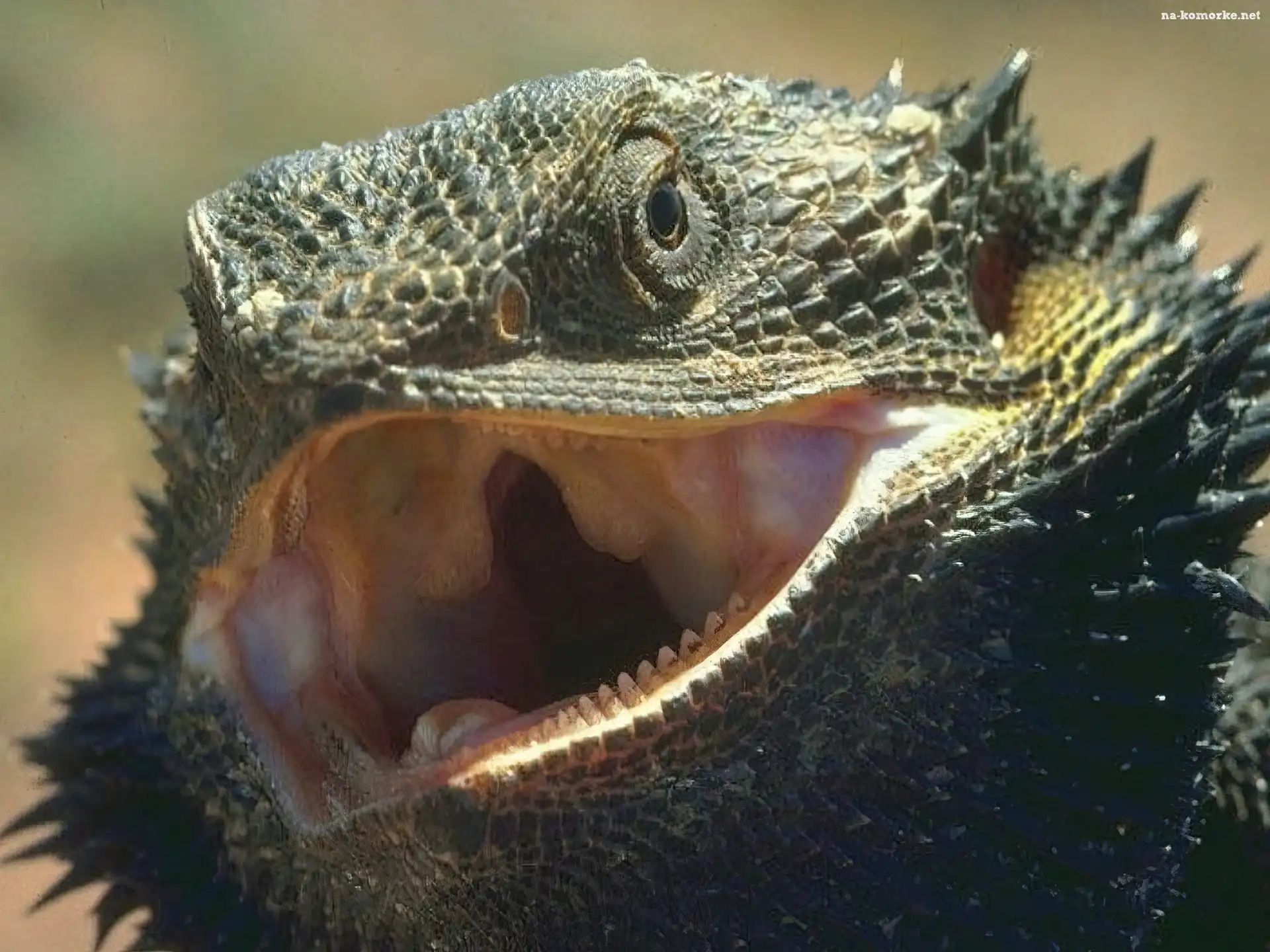 Jaszczurka, Agama, Kolce