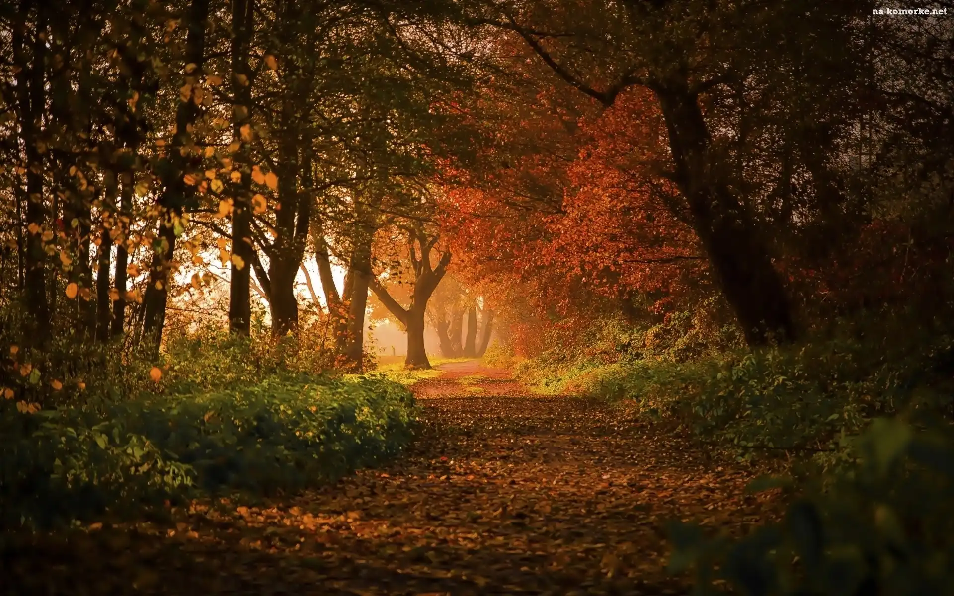 Jesień, Park, Aleja, Drzewa, Liście