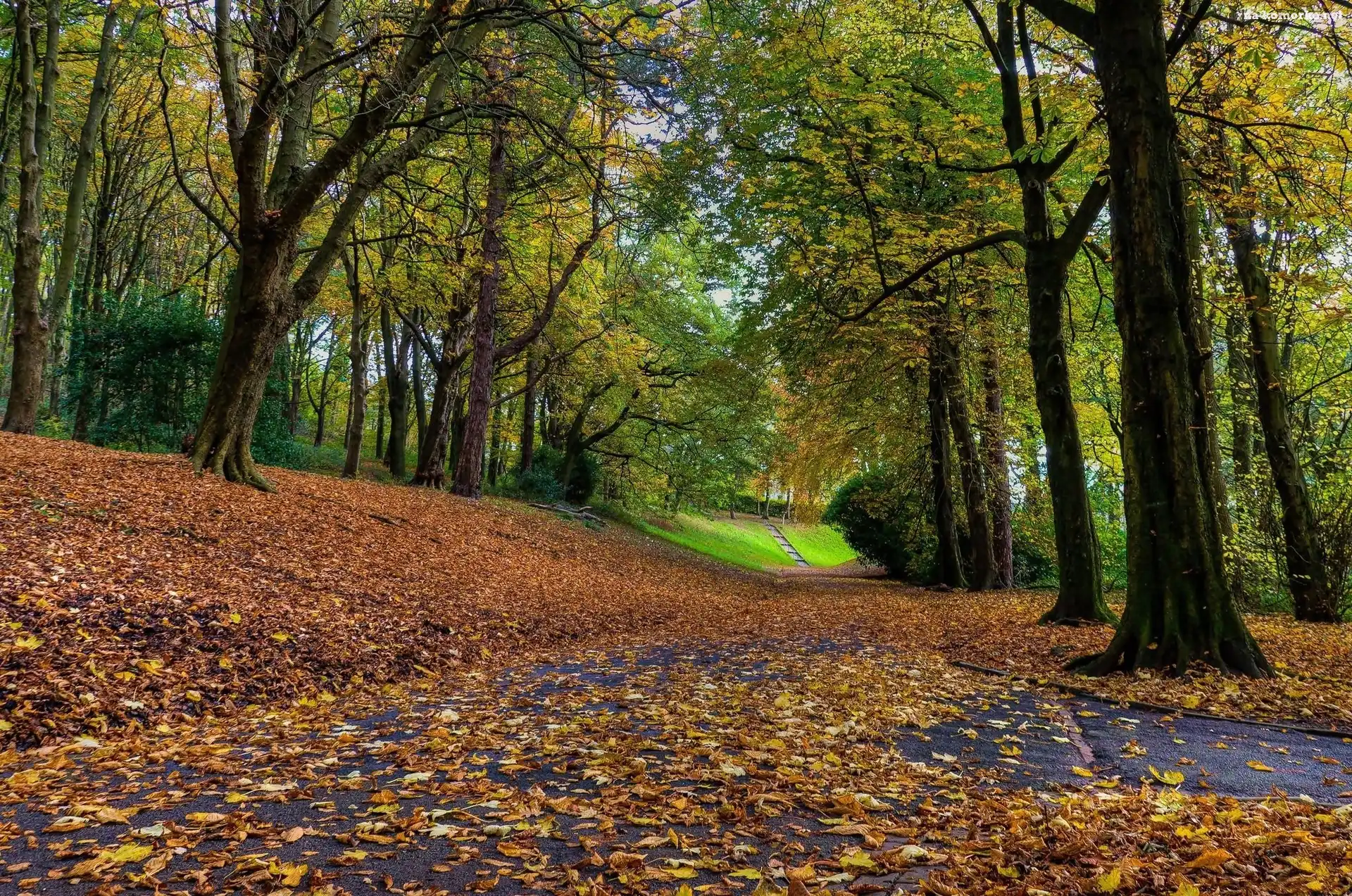 Jesień, Park, Alejki, Drzewa, Liście